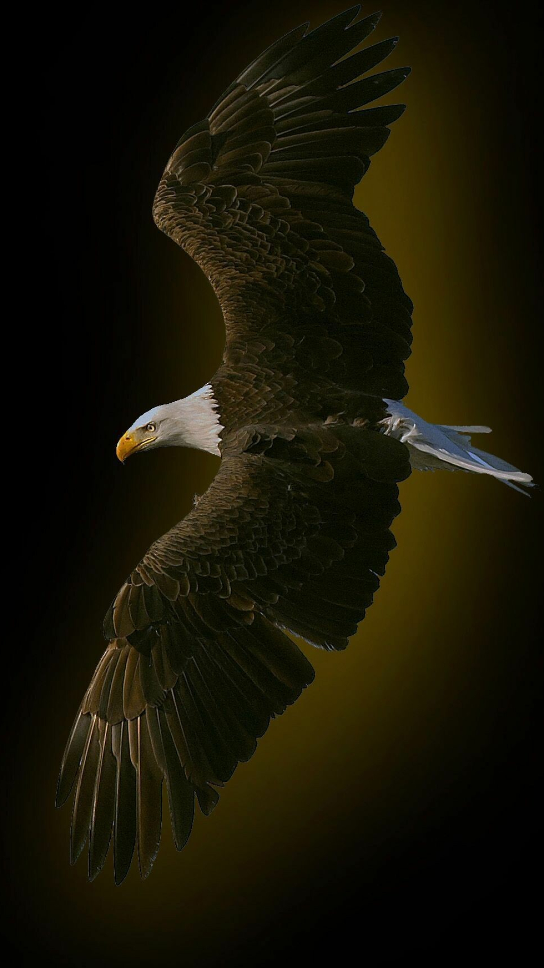 4K iPhone wallpaper, Animal and USA themed, Exquisite eagle, MyWallpapers site, 1080x1920 Full HD Phone