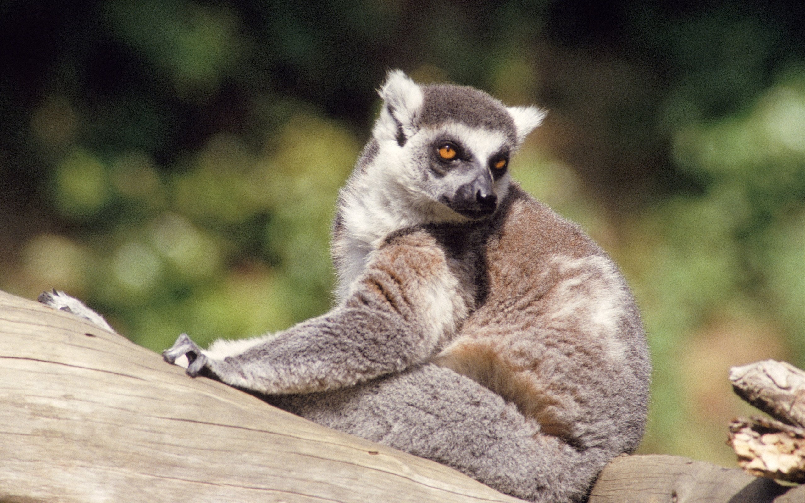 Ring Tailed Lemur, Animals, Lemur animal, HD wallpapers, 2560x1600 HD Desktop