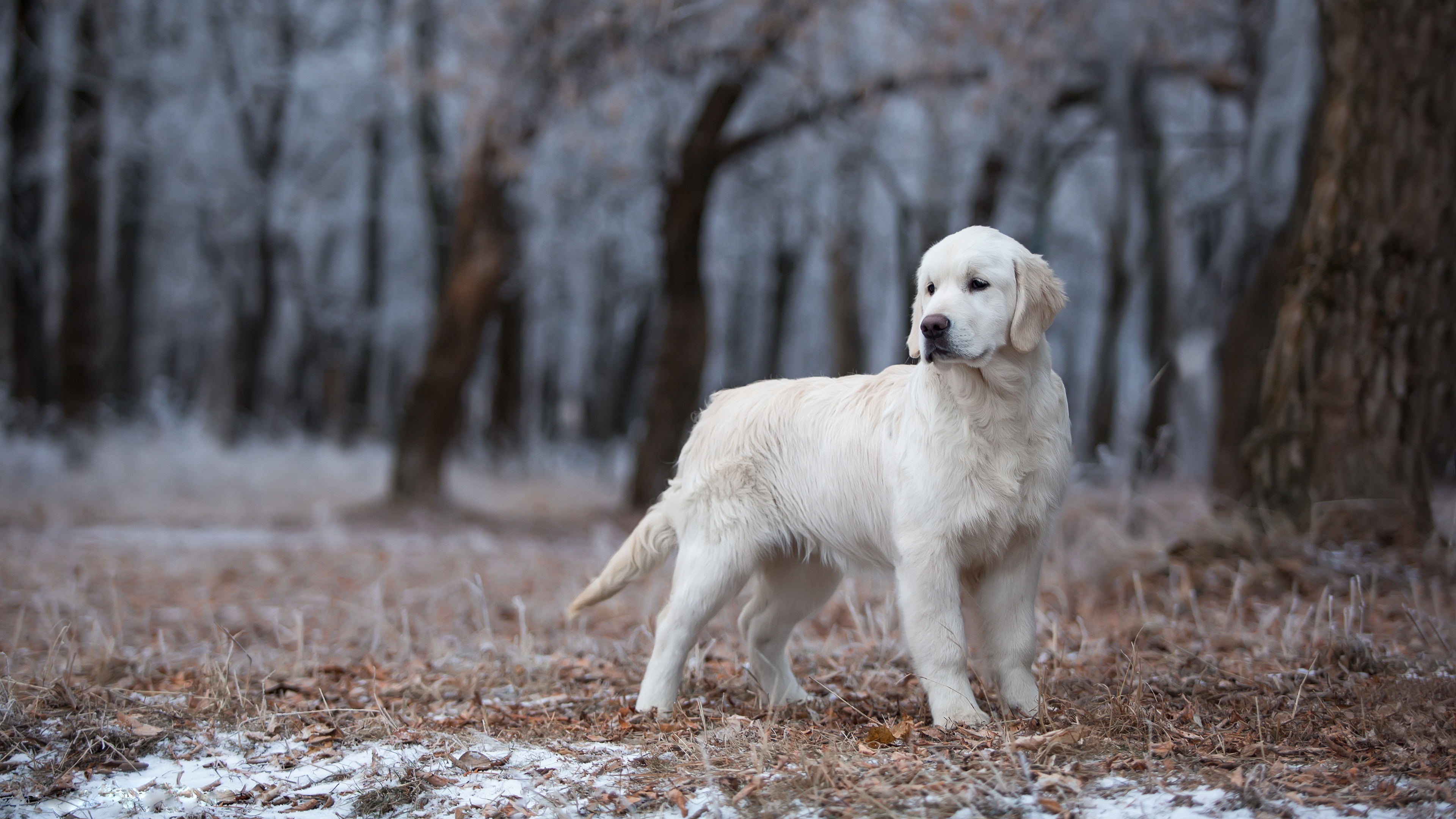 Akbash Dog, Golden Retriever, 4k ultra wallpaper, Retriever wallpaper, 3840x2160 4K Desktop
