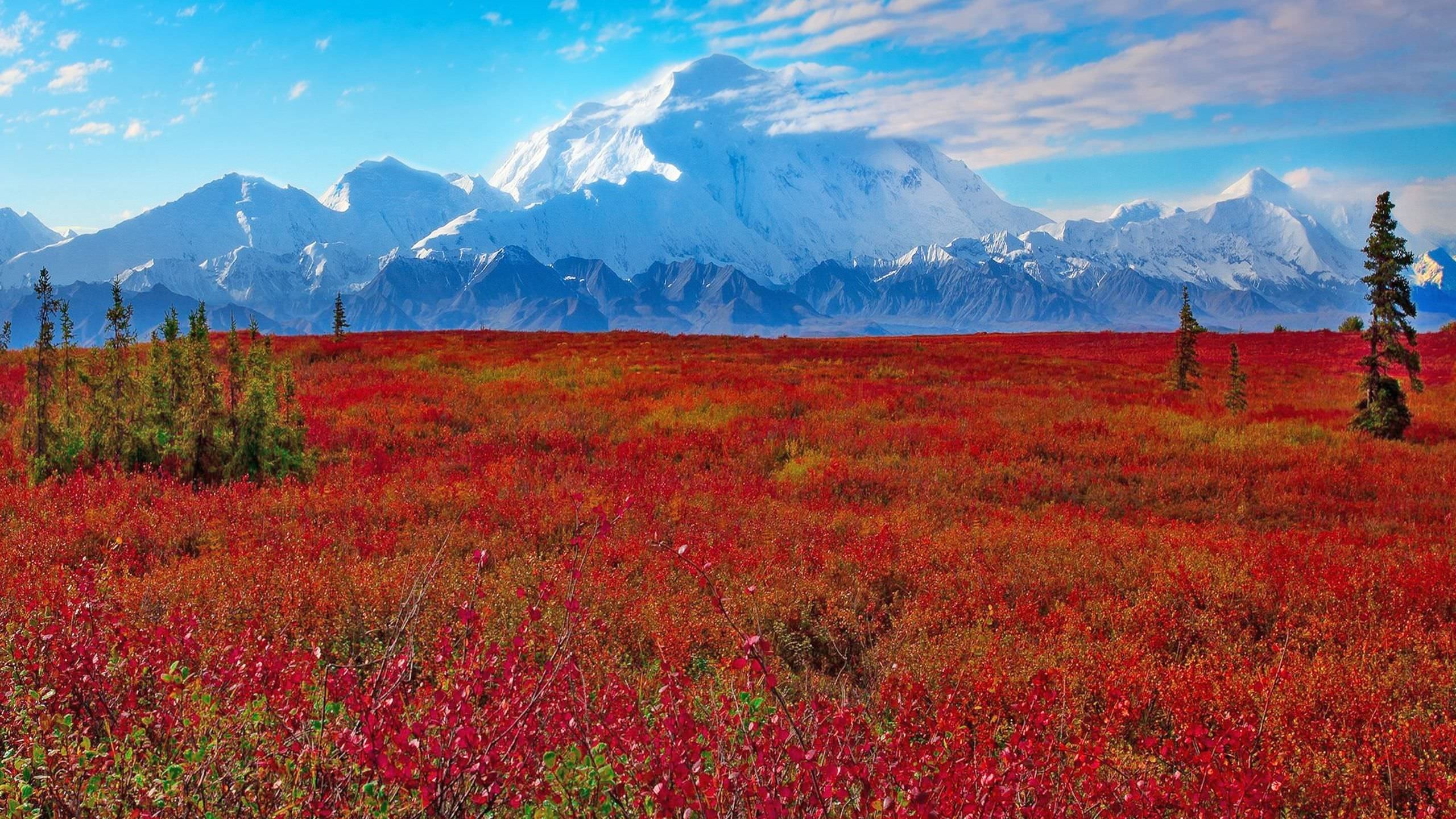 Denali National Park, 4K mobile wallpaper, 2560x1440 HD Desktop