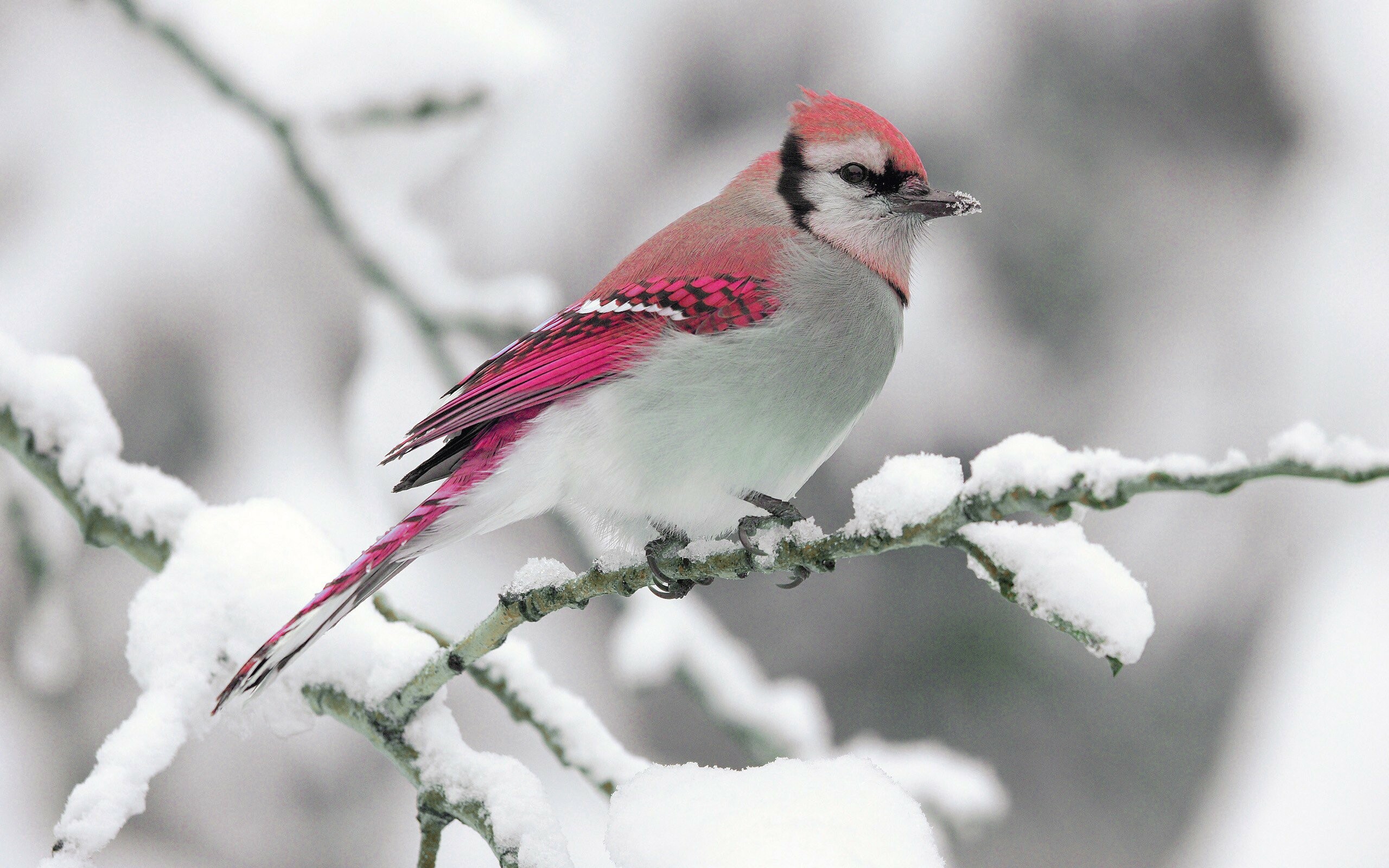 Nature winter bird, Snow branch, 2560x1600 HD Desktop