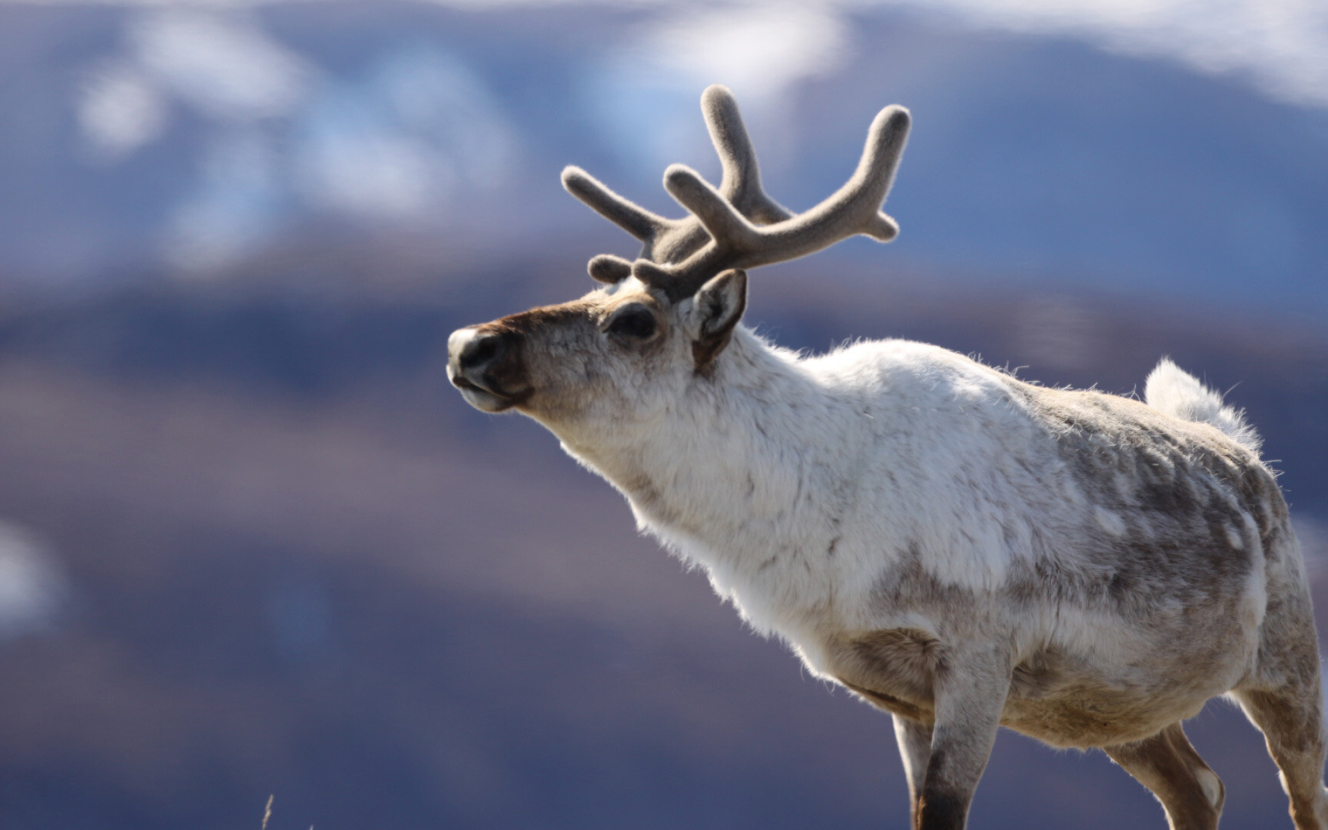 Reindeer wallpaper, Animal wallpapers, Stunning background, Graceful creature, 1920x1200 HD Desktop