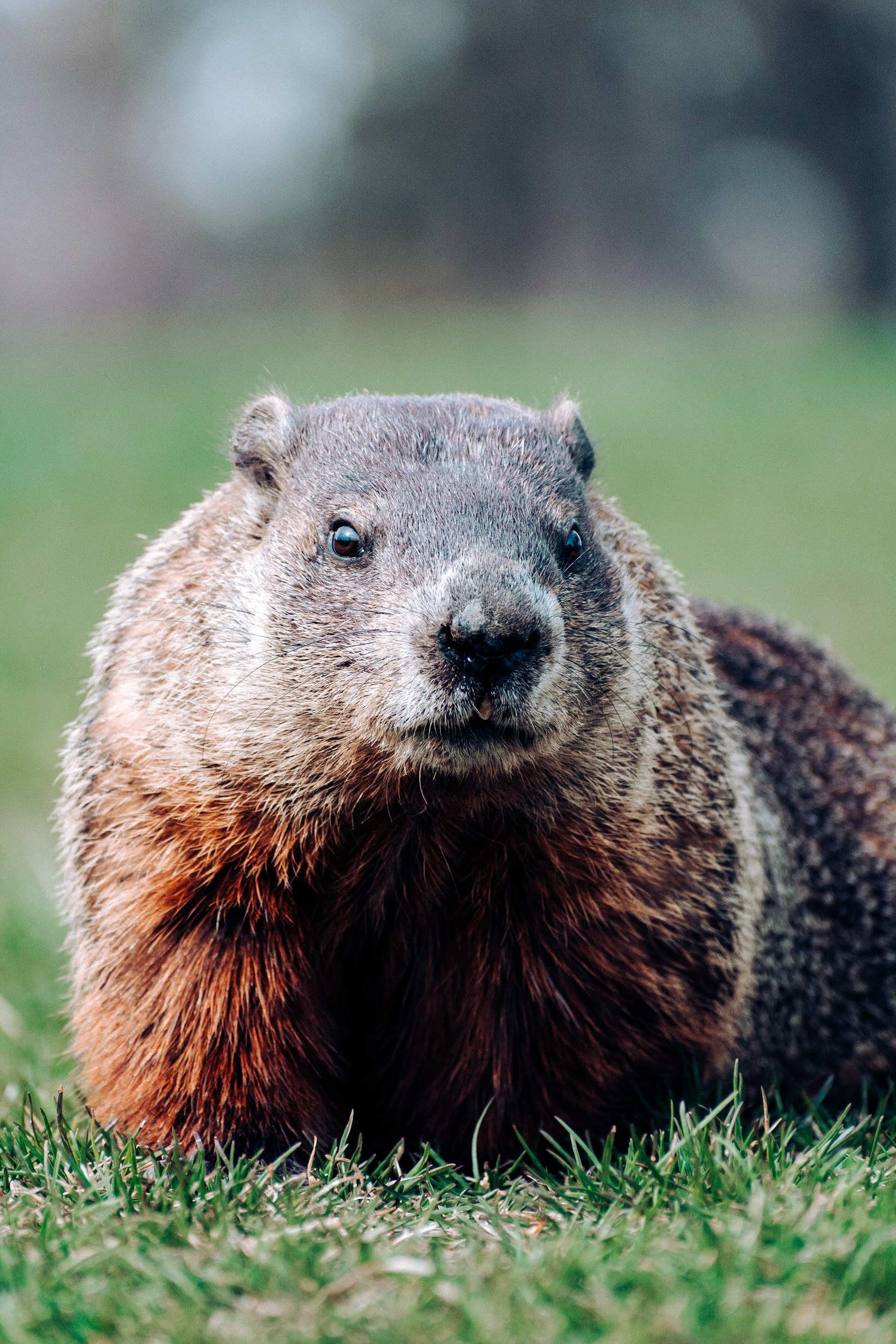 Groundhog, 17 stock photos, Royalty free, 1650x2470 HD Phone