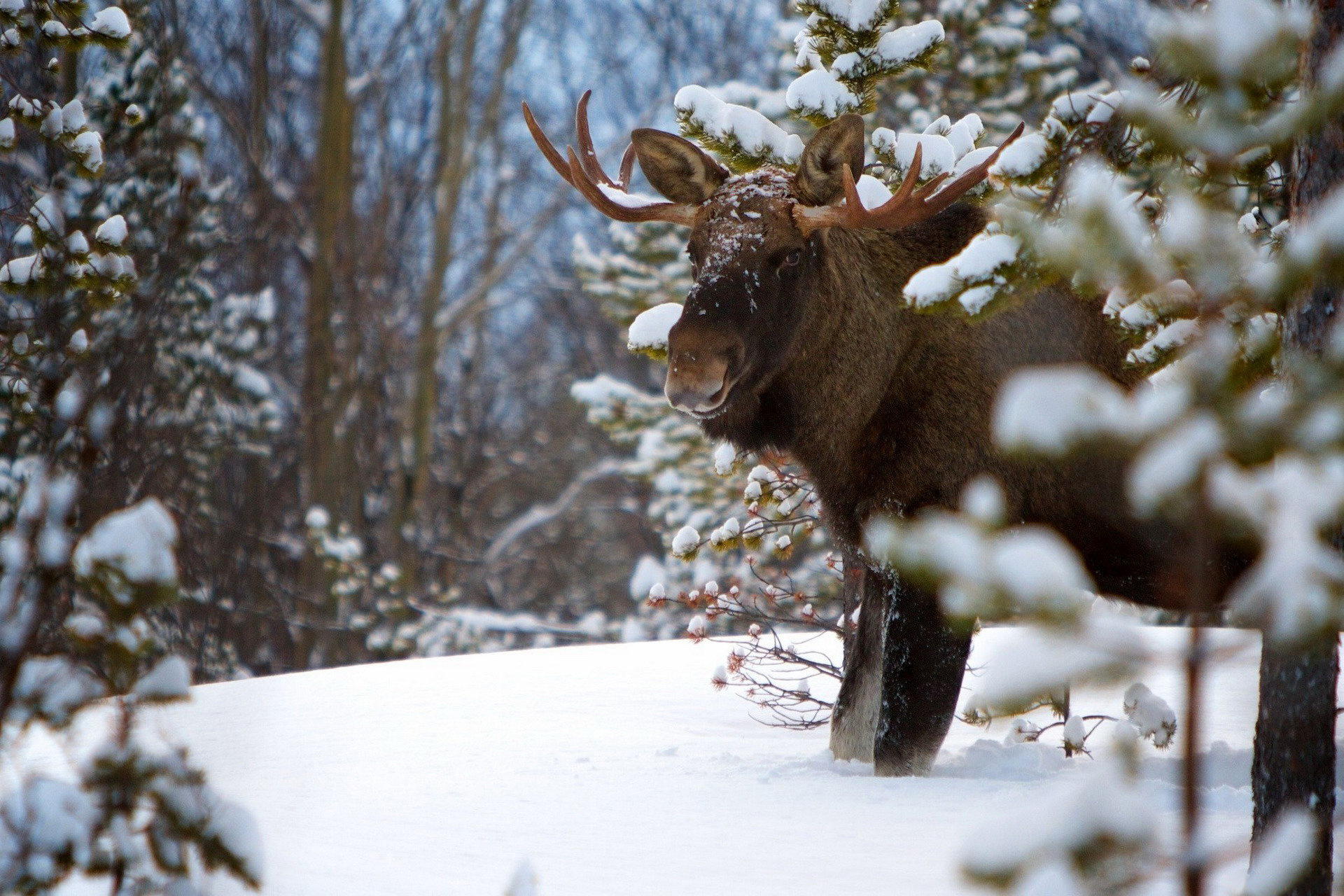 High-resolution moose, Stunning visuals, Wallpaper for computer, Exquisite detail, 1920x1280 HD Desktop