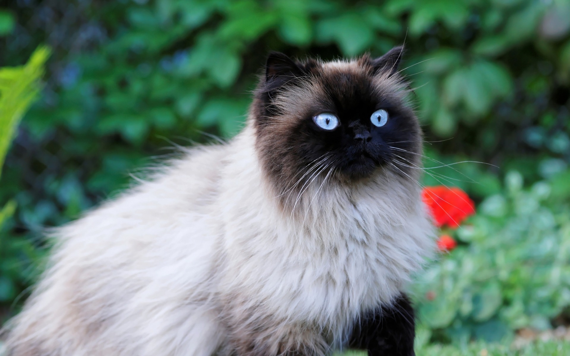 Birman domestic cat, Cat breed beige, Cat pets cute, Hd pictures, 1920x1200 HD Desktop