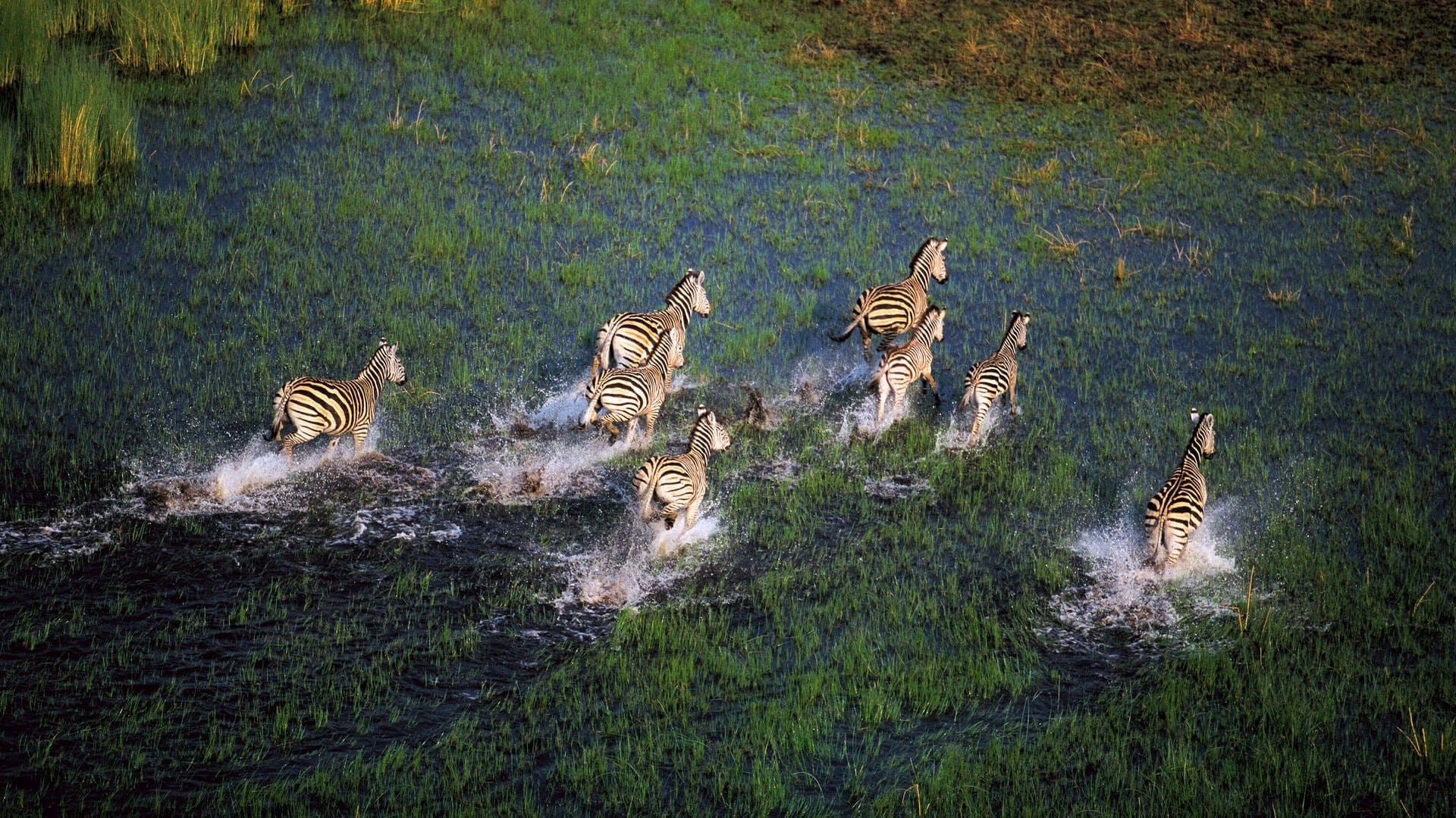 Botswana travel, Okavango Delta, African adventure, Republic of Africa, 1920x1080 Full HD Desktop