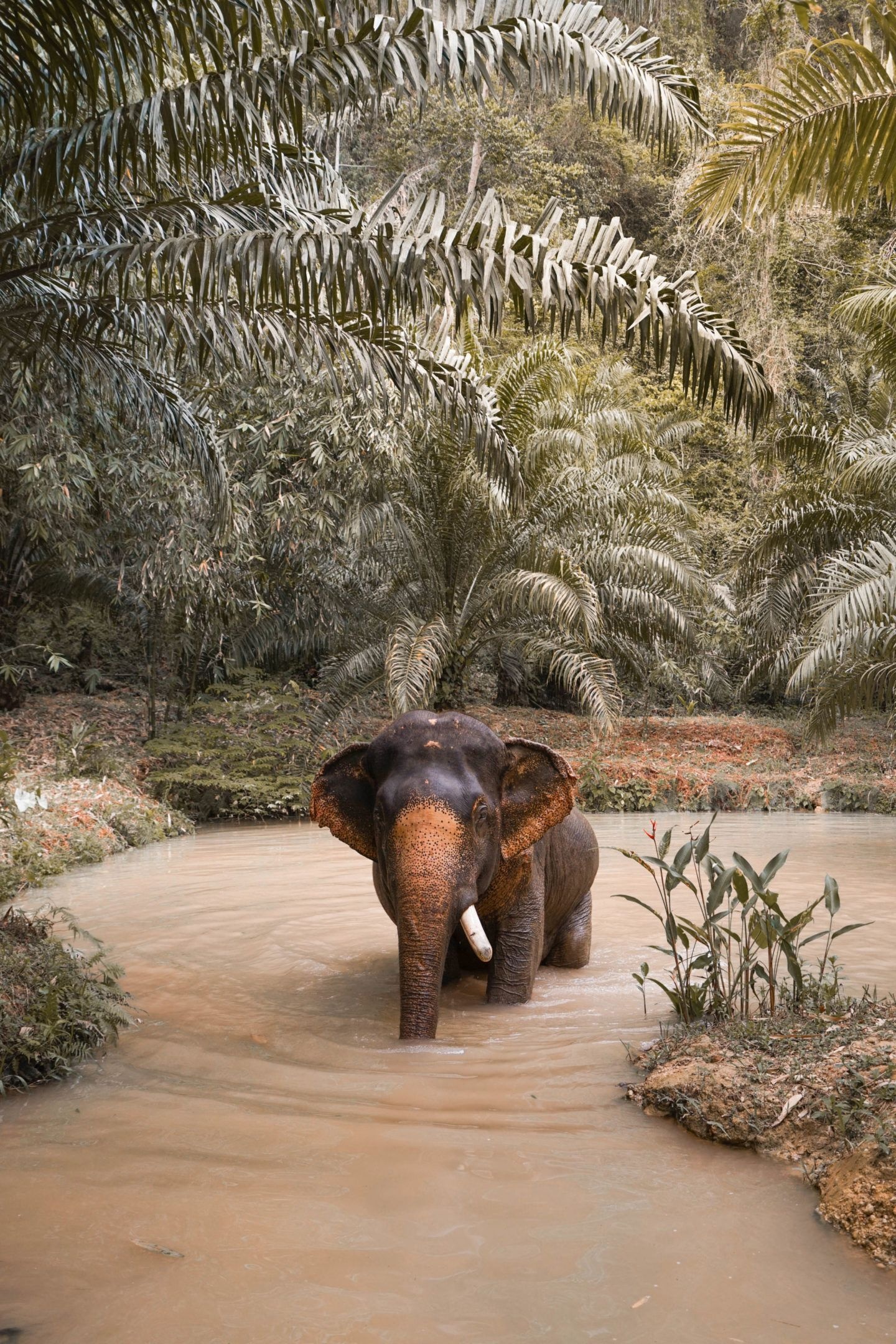 Khao Sok National Park, Travel guide, Animal encounters, Natural beauty, 1440x2160 HD Phone