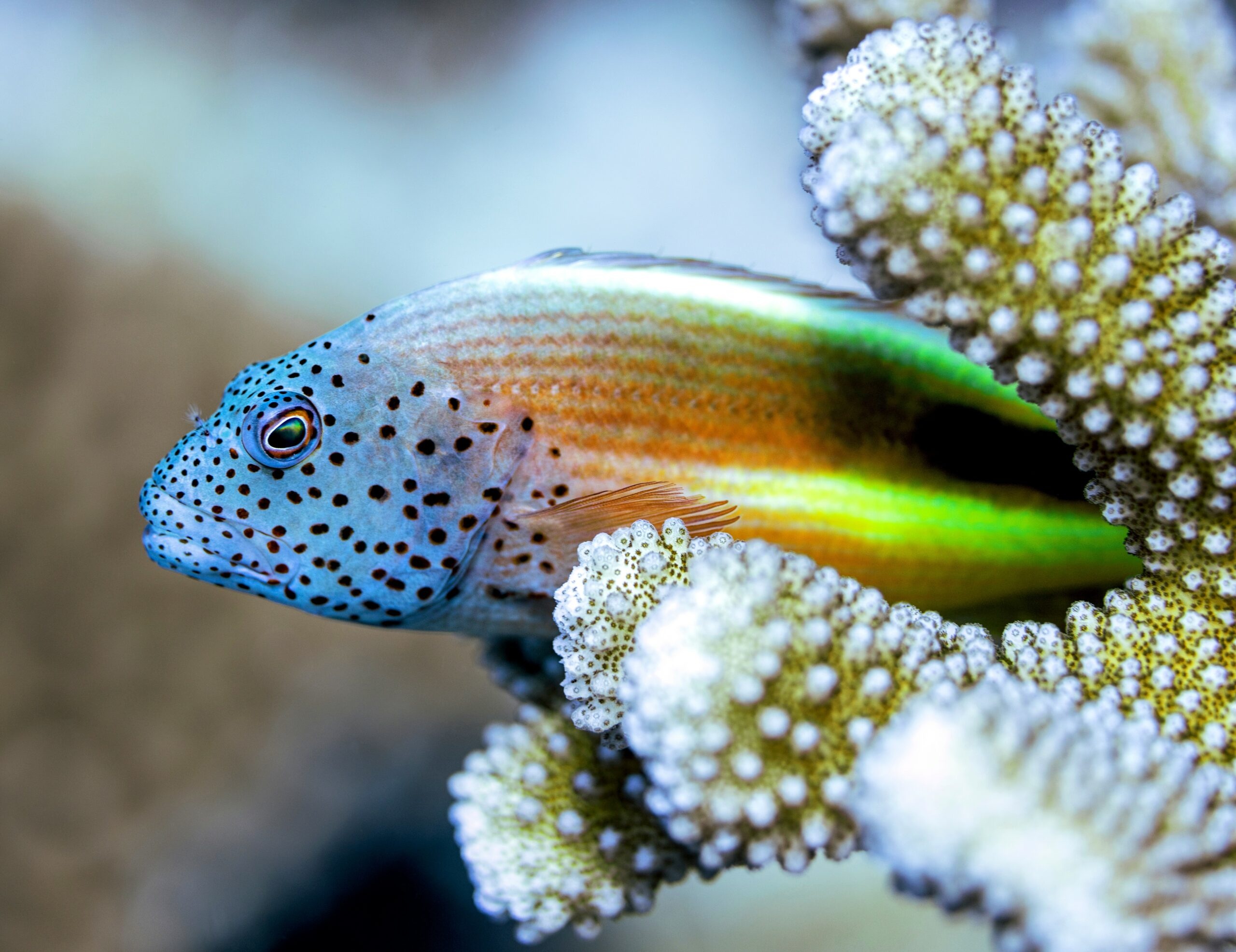 Freckled hawkfish, Acropora coral polyps, Black-speckled blue head, HD Desktop wallpaper