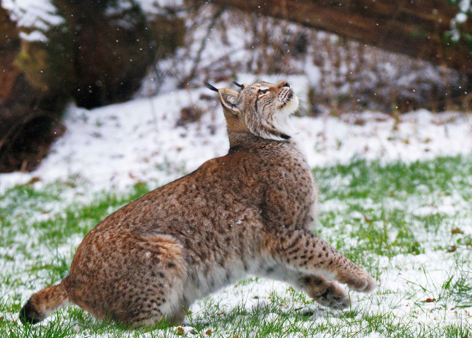 Red Lynx, Wisentgehege, Deister Echo, Animals, 2000x1440 HD Desktop