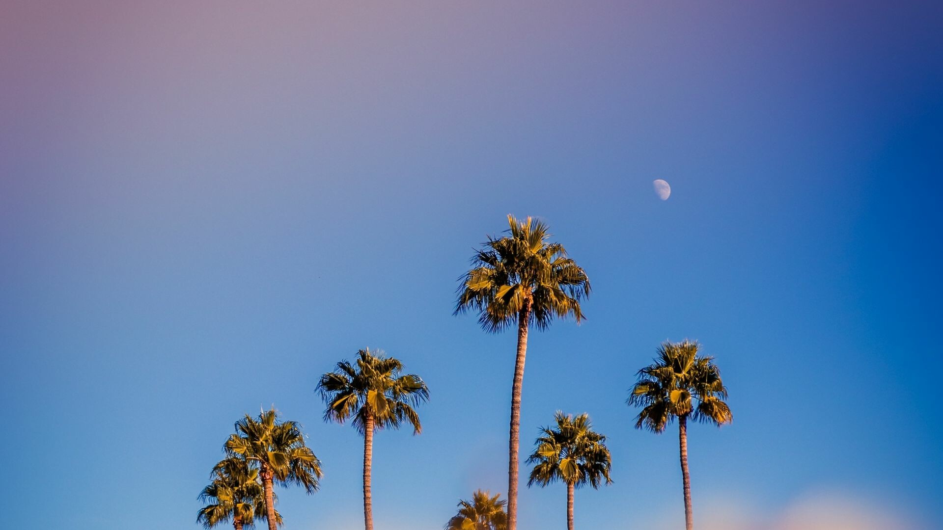 Portrait palm trees, Minimal sunset, HD image, Serene, 1920x1080 Full HD Desktop