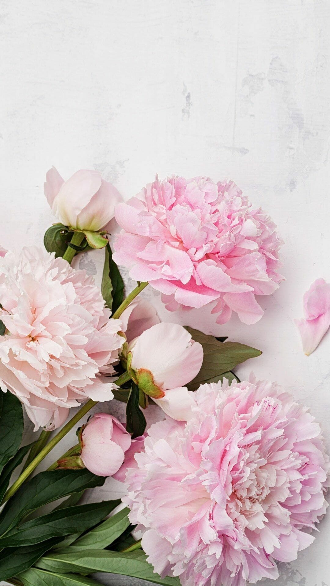blooming pink peonies, peony flower buds, white textured surface, Full HD Phone wallpaper