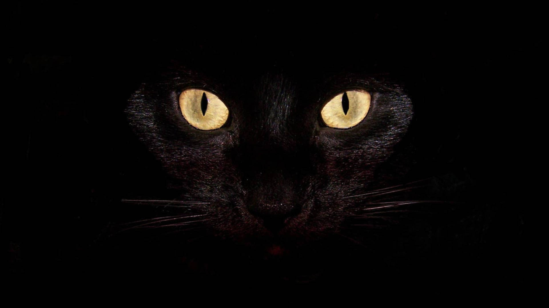 Cat eyes, For Laptop Wallpaper, 1920x1080 Full HD Desktop