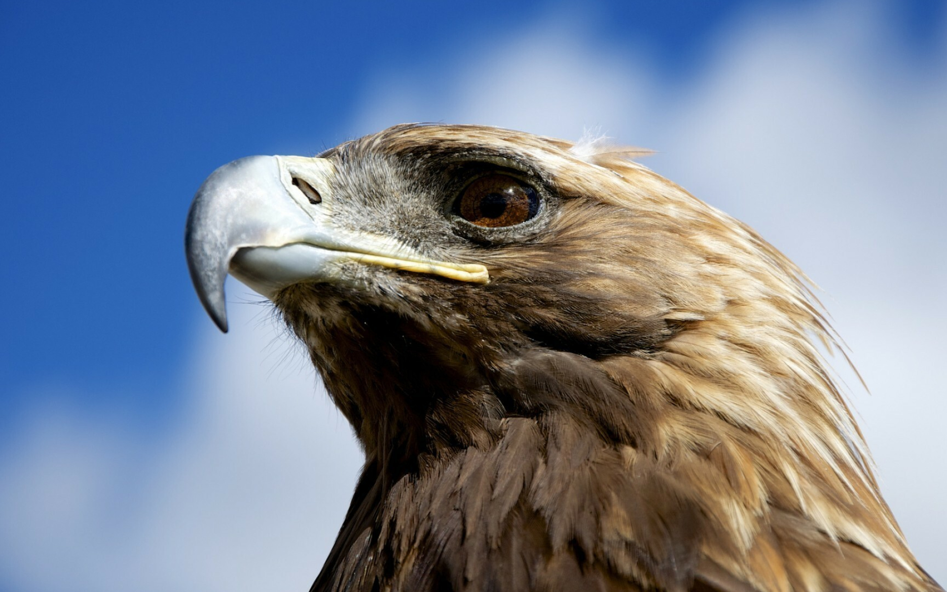 Golden eagle, Eagles Wallpaper, 1920x1200 HD Desktop