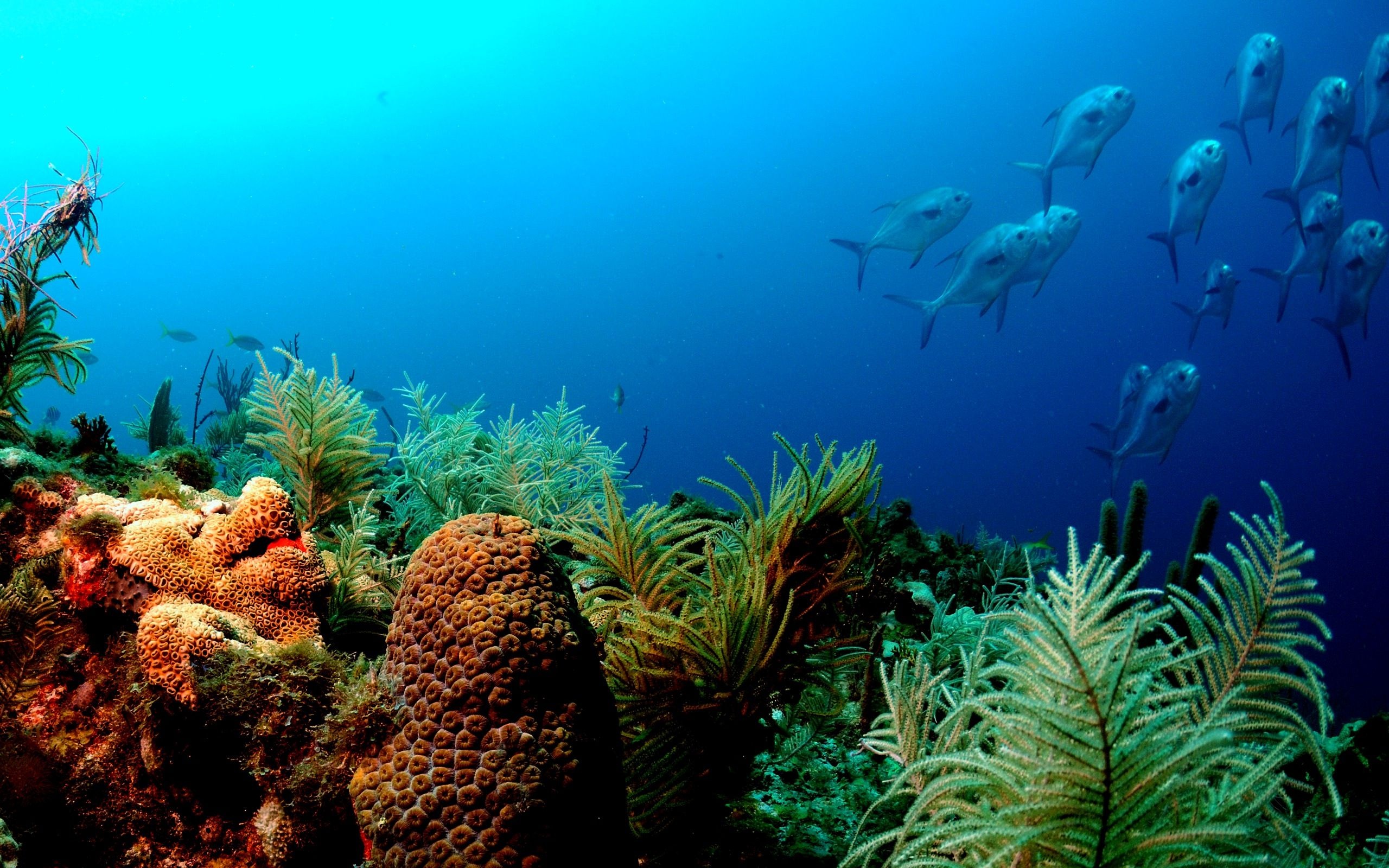 Underwater sea sponge, Marine life beauty, Colorful aquatic organism, Diverse marine ecosystem, 2560x1600 HD Desktop