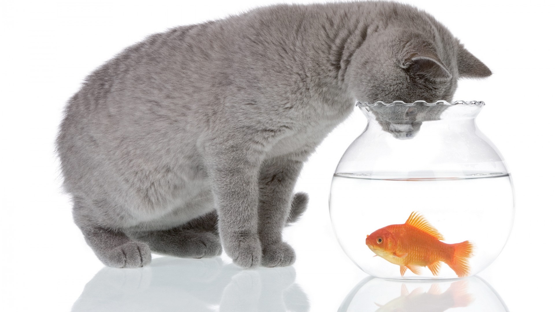 Cat and fish, Goldfish Wallpaper, 1920x1080 Full HD Desktop