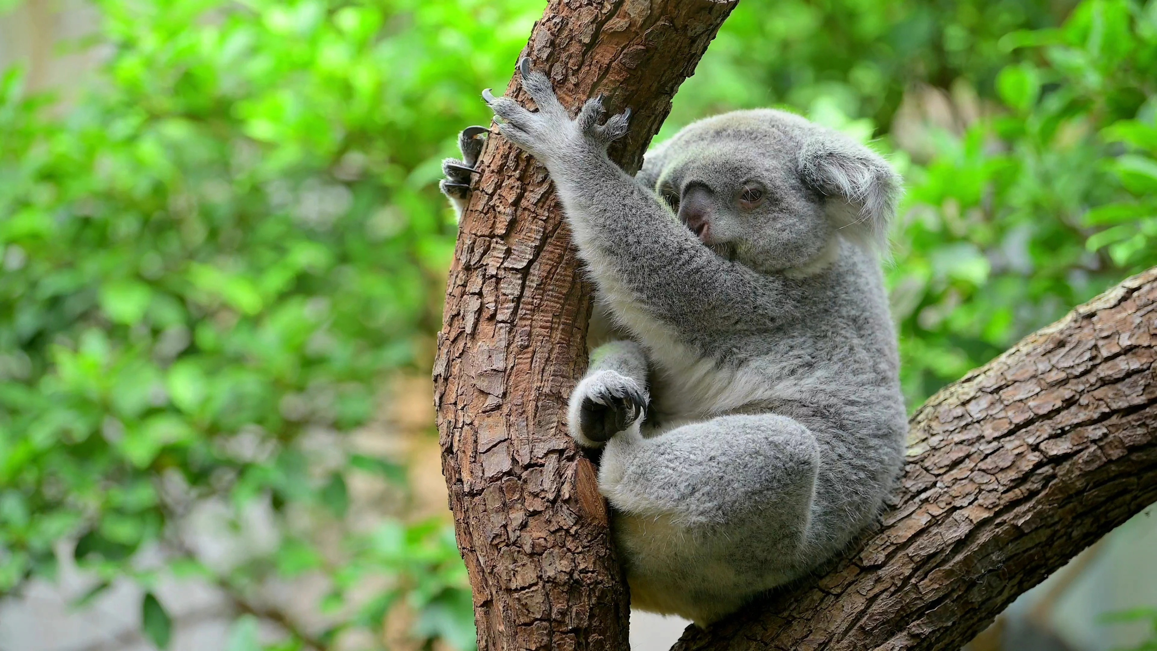 Ipswich koala protection society, President ruth lewis, Retires, Courier mail, 3840x2160 4K Desktop