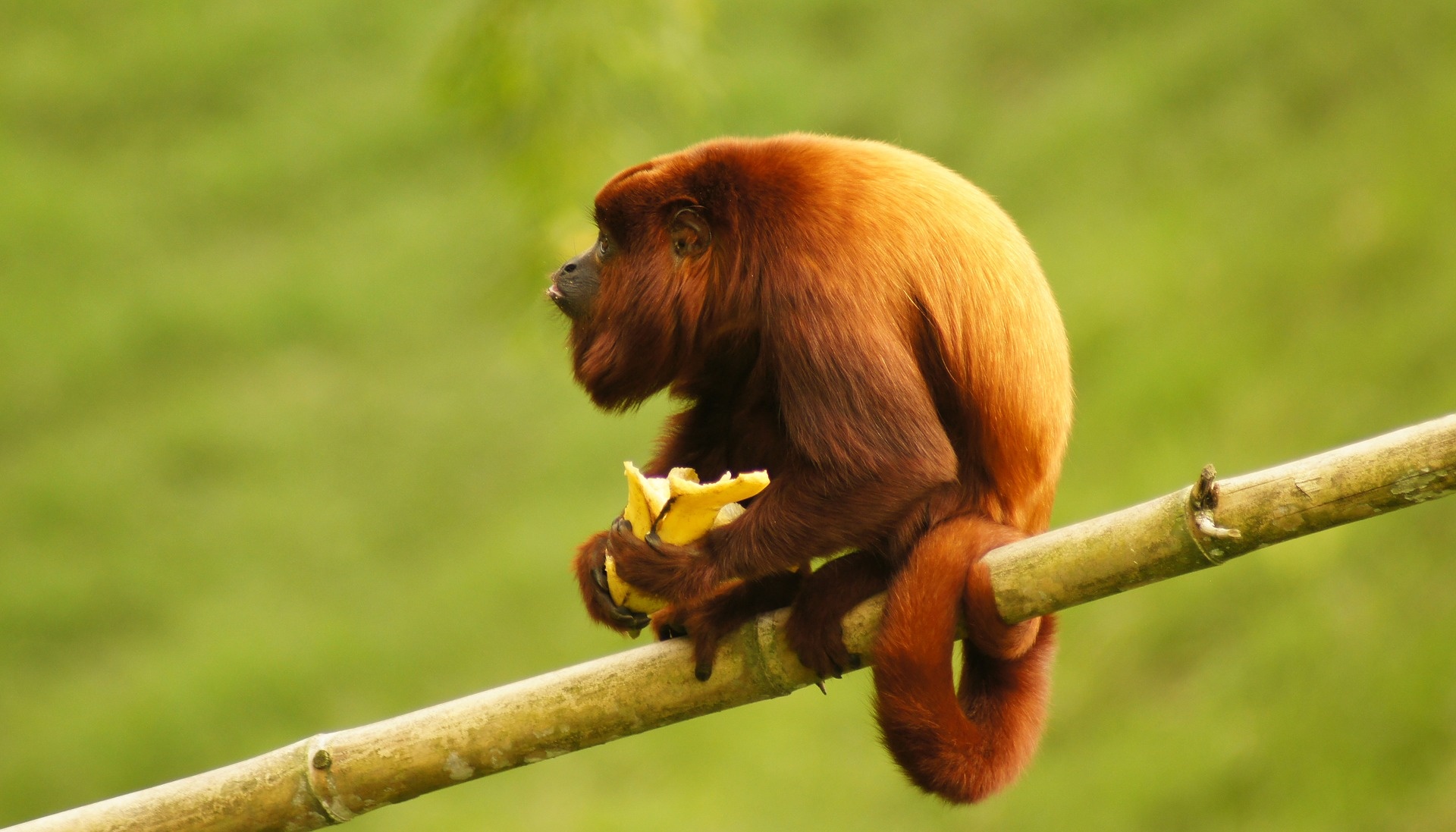 The Guyanan red, Howler Monkey Wallpaper, 1920x1100 HD Desktop