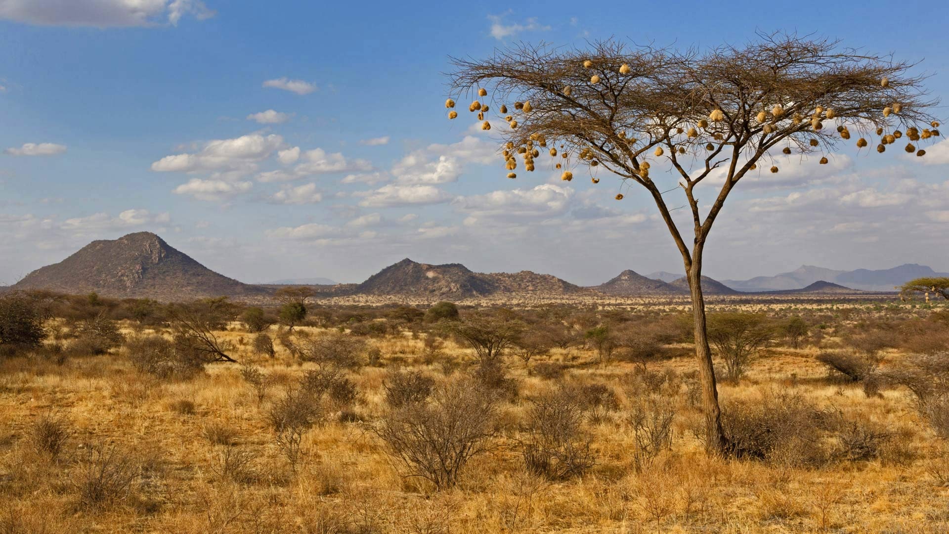 Weaverbird nests, Hanging from acacia tree, Samburu national reserve, Kenya's wildlife, 1920x1080 Full HD Desktop