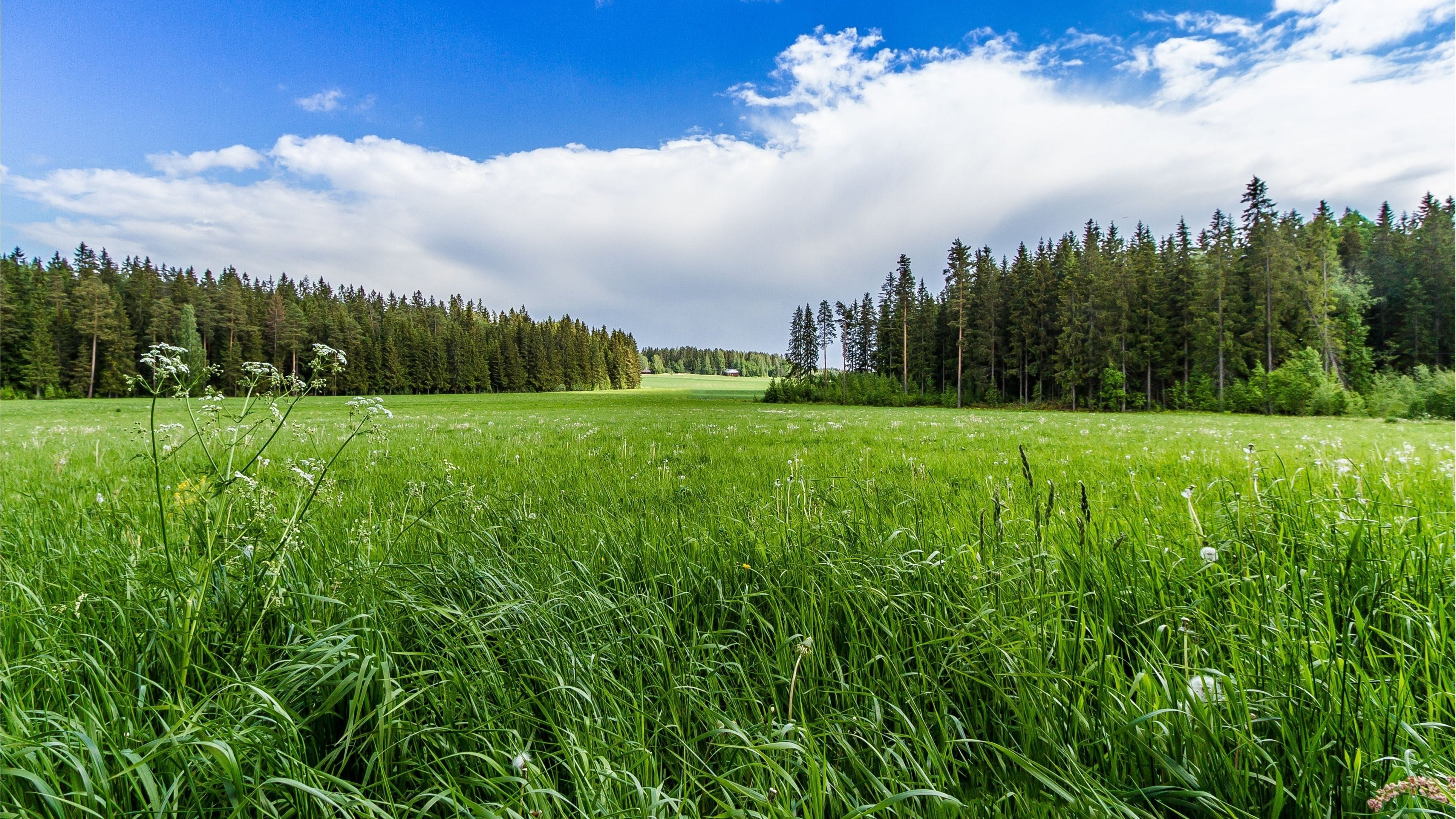 Meadow, Grass Wallpaper, 3840x2160 4K Desktop