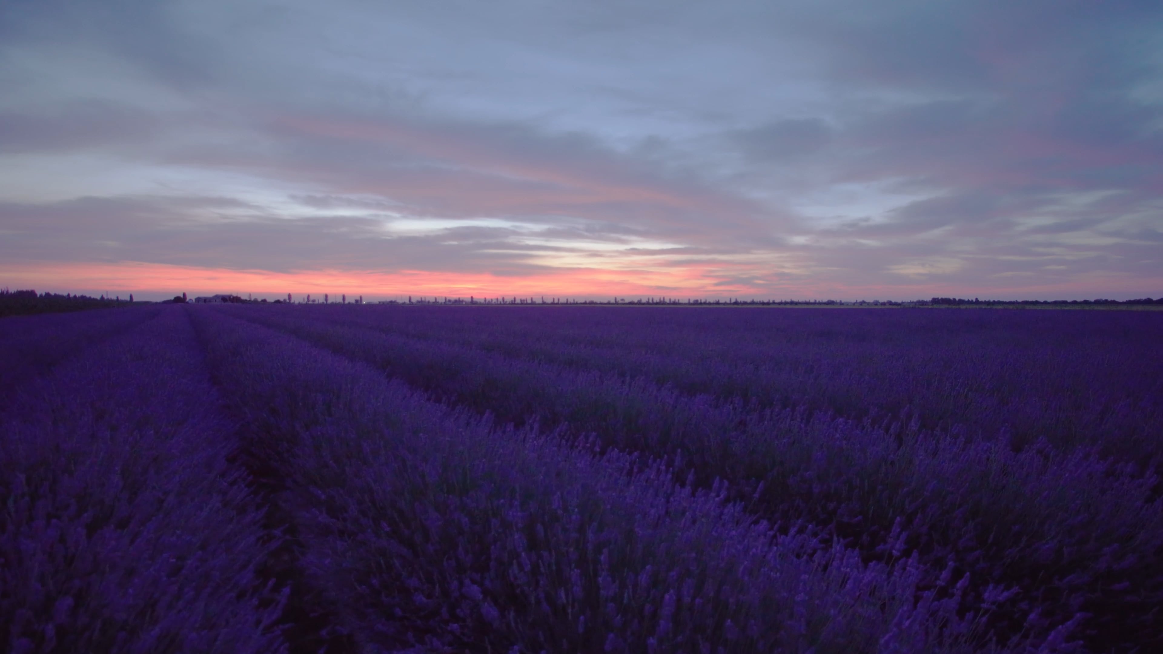 Lavender at sunset, Idyllic fields, Serene beauty, Nature's tranquility, 3840x2160 4K Desktop