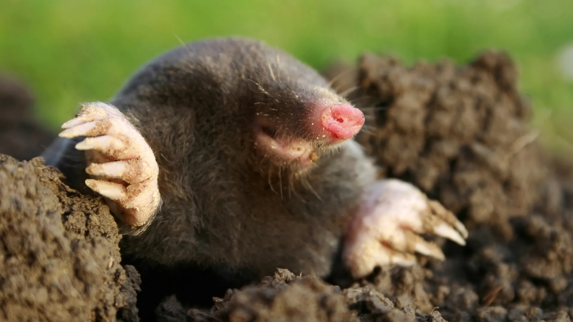 Mole misconceptions, Common mole myths, Mole folklore, Mole legends, 1920x1080 Full HD Desktop