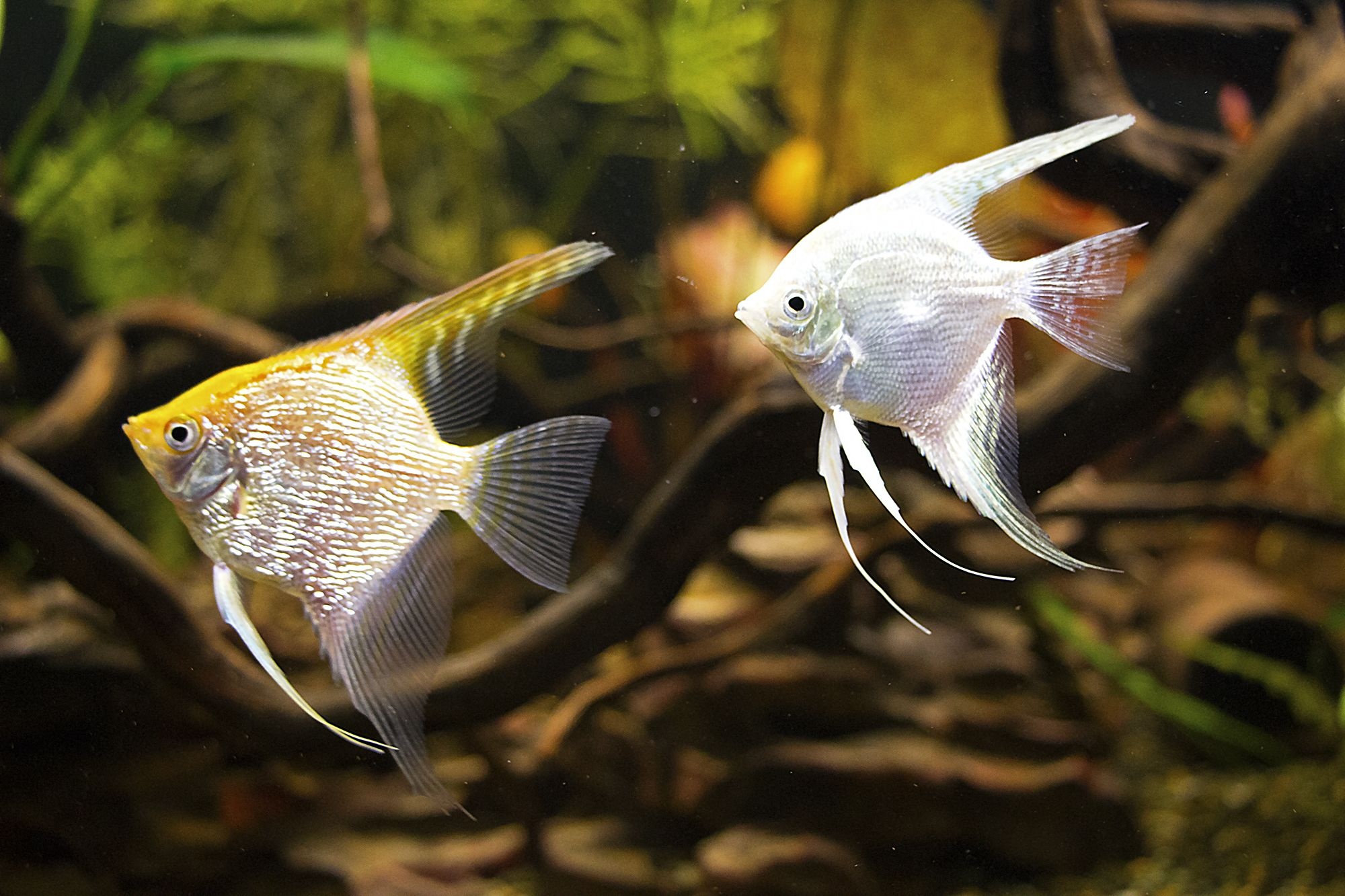 Angelfish, Golden Pearlscale, Platinum, Aquarium Fish, 2000x1340 HD Desktop