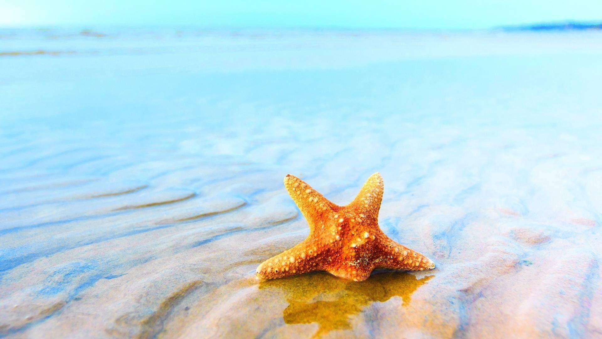 Sea star wallpapers, Beach-themed backgrounds, Oceanic artwork, Marine life-inspired illustrations, 1920x1080 Full HD Desktop