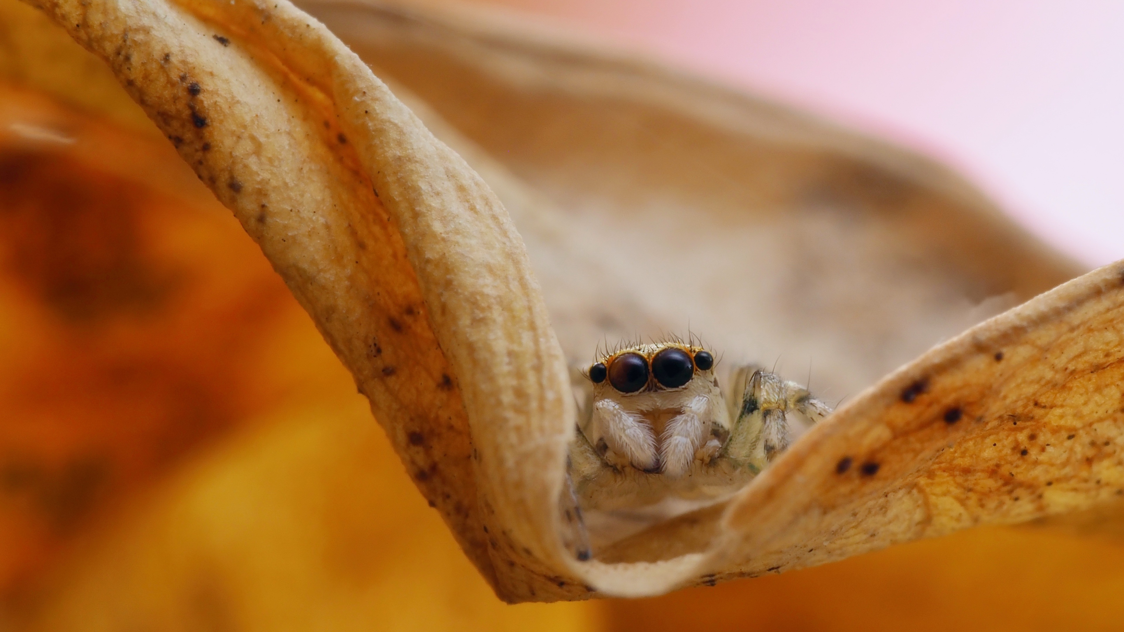 Spider's close-up view, 4K Ultra HD marvel, Stunning animal wallpaper, Captivating visuals, 3840x2160 4K Desktop