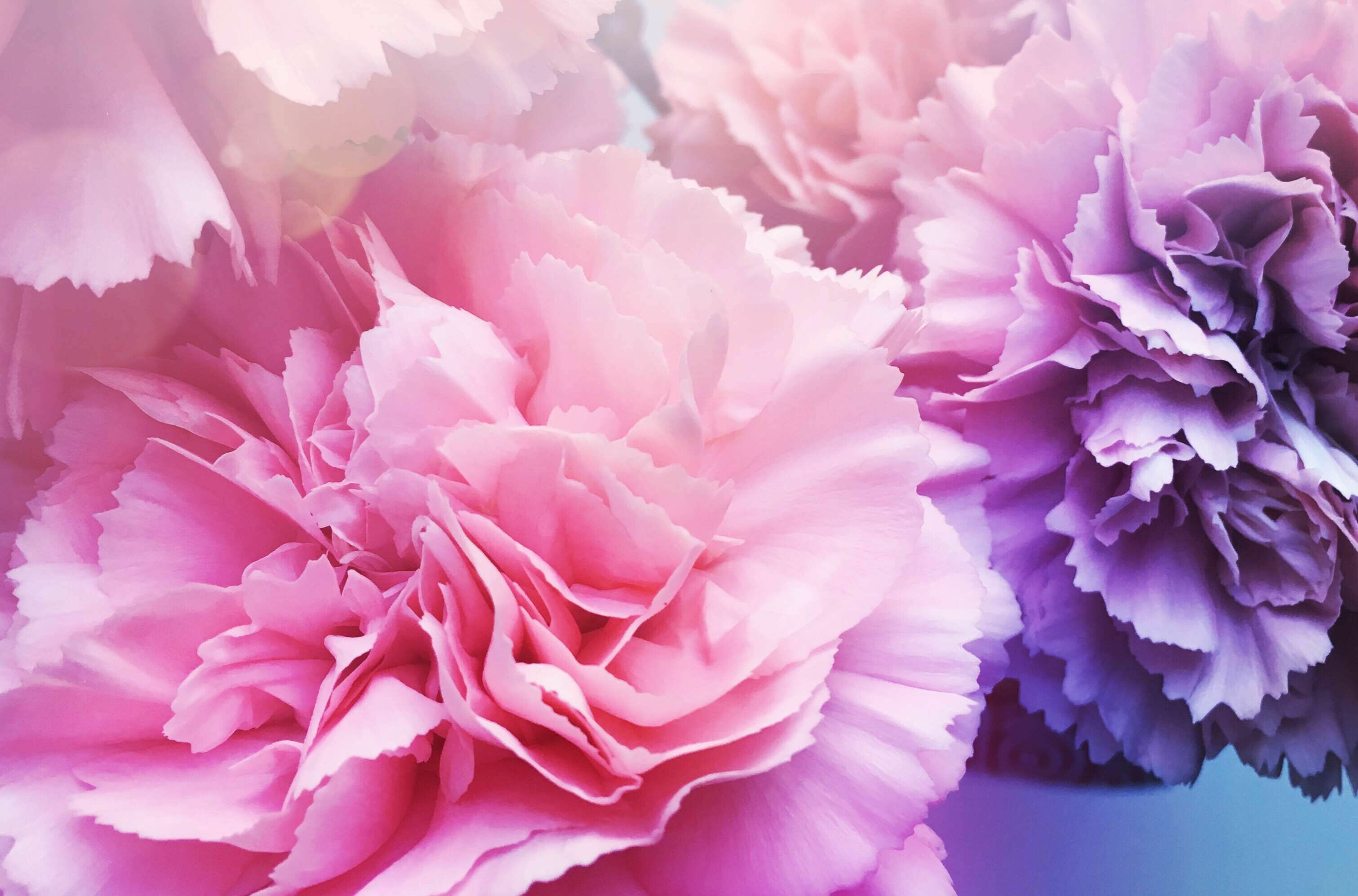 Pink mauve flowers, Vibrant carnations, Natural beauty, Floral elegance, 3030x2000 HD Desktop