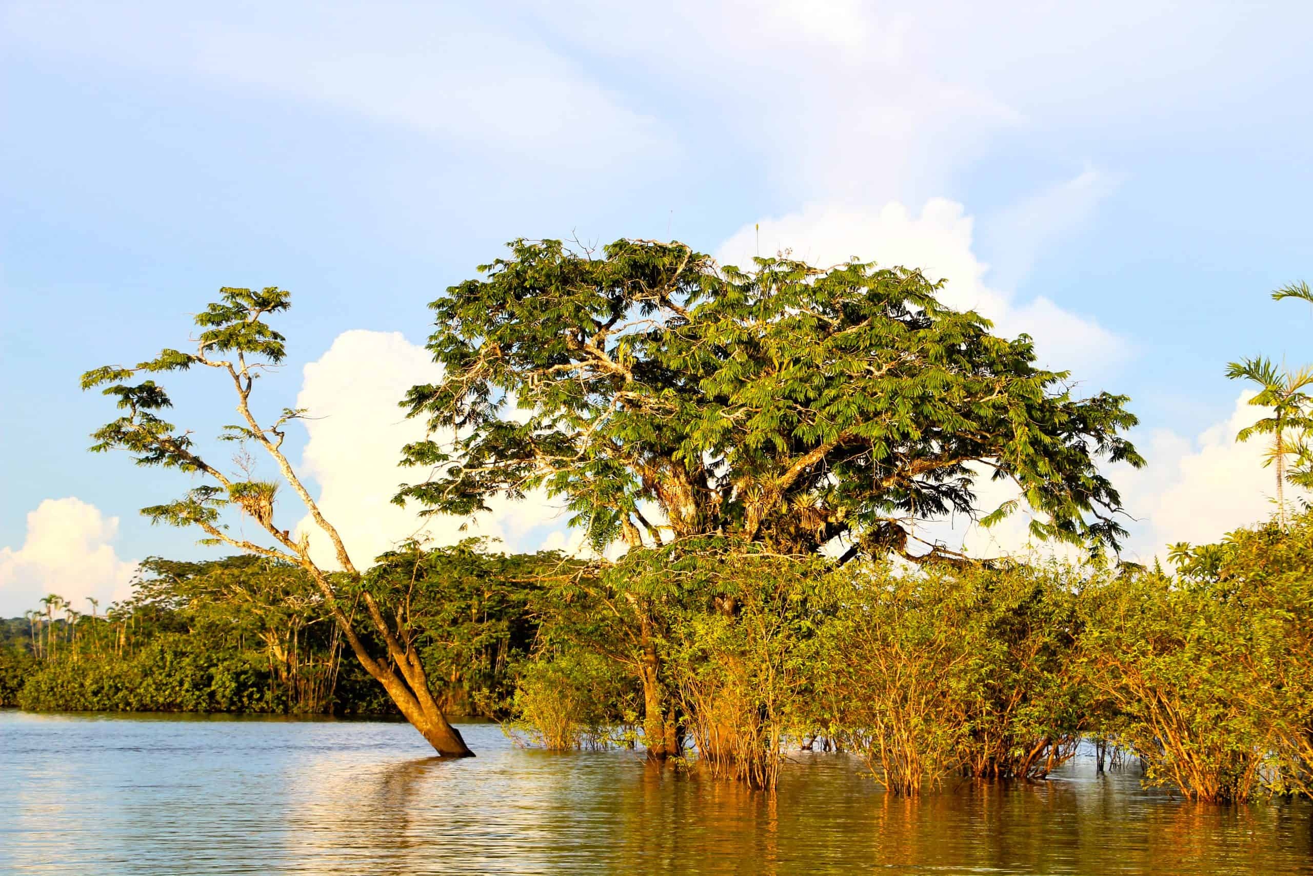 Cuyabeno jungle trip, Ecuador wildlife safari, Safarideal, Travels, 2560x1710 HD Desktop