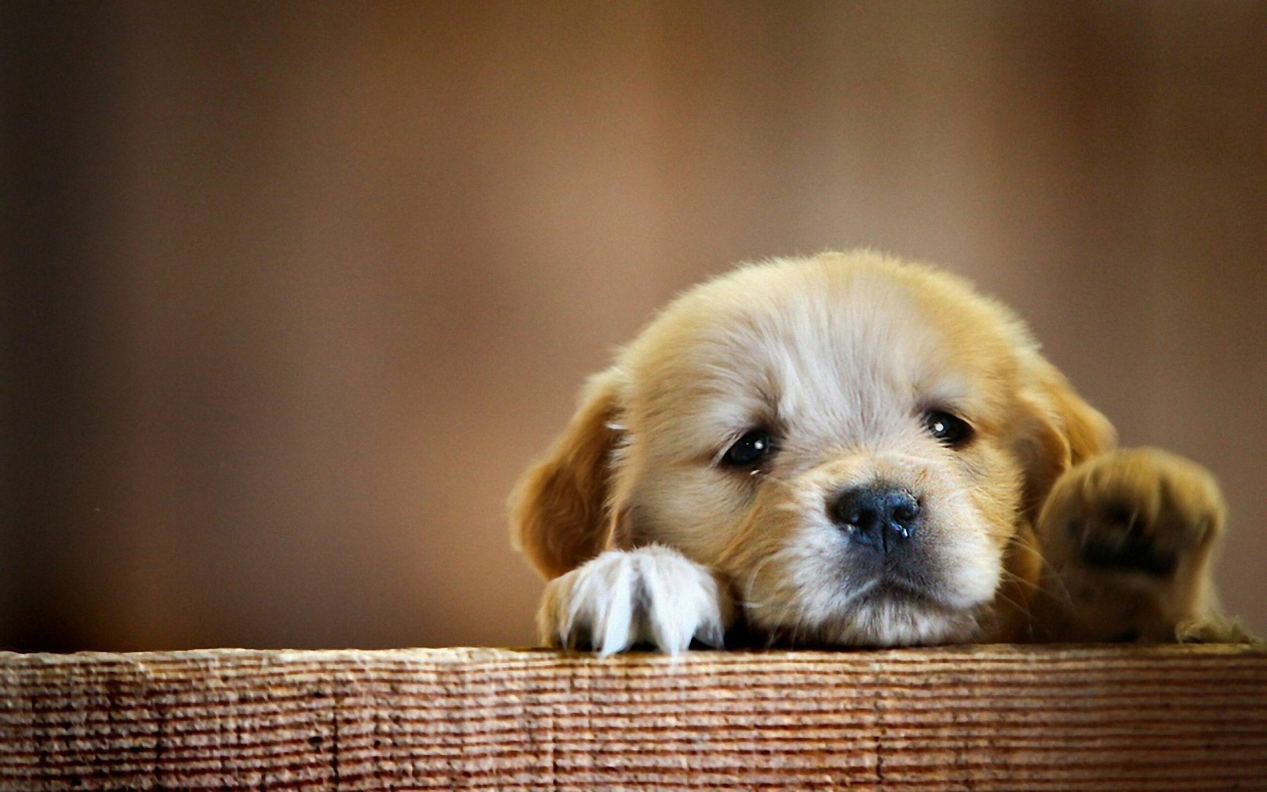Cute puppy wallpapers, Playful companions, Adorable antics, Irresistible cuteness, 2560x1600 HD Desktop