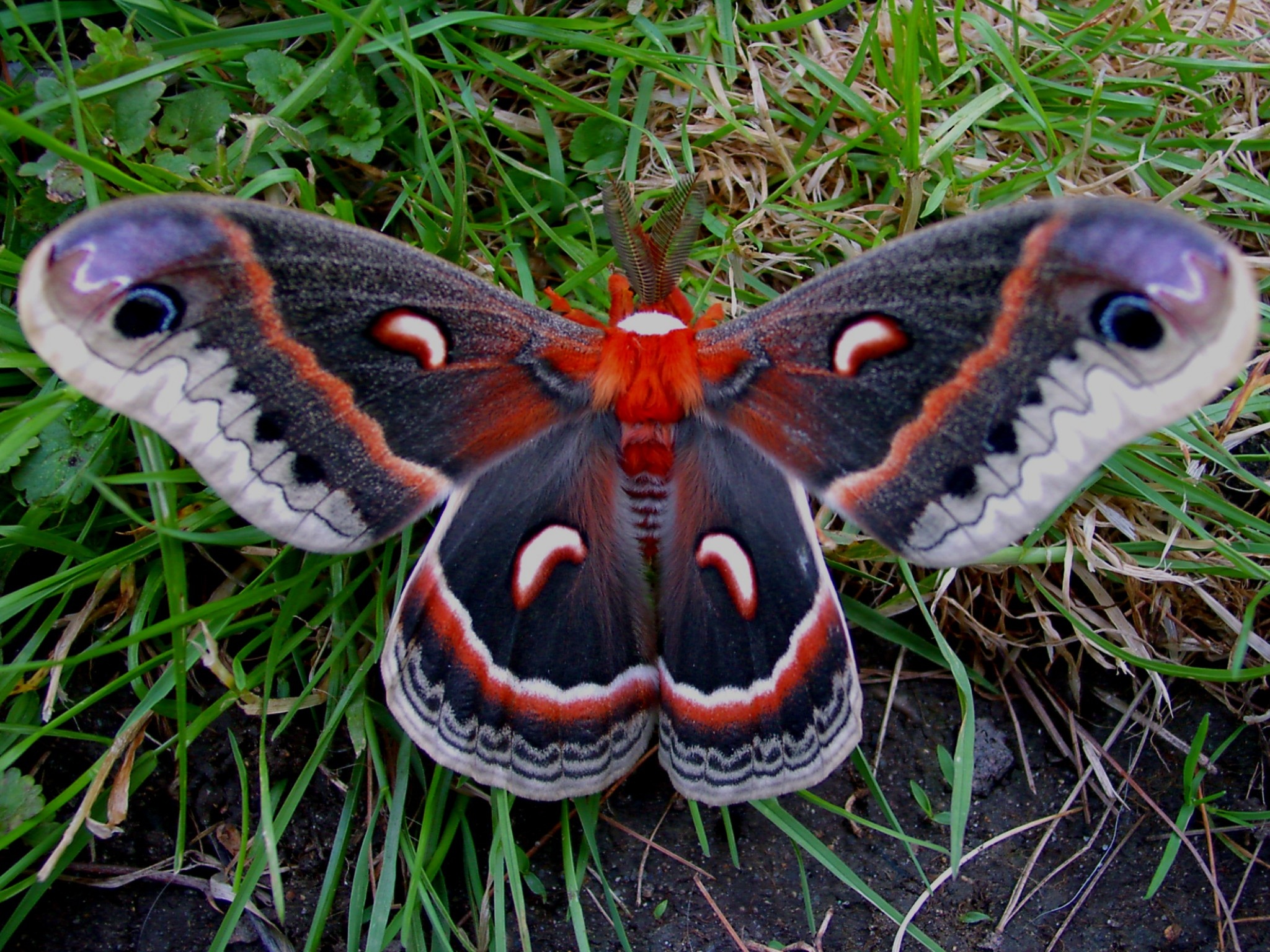 Moth wallpapers, Animal HQ, 4K wallpapers, 2019, 2050x1540 HD Desktop