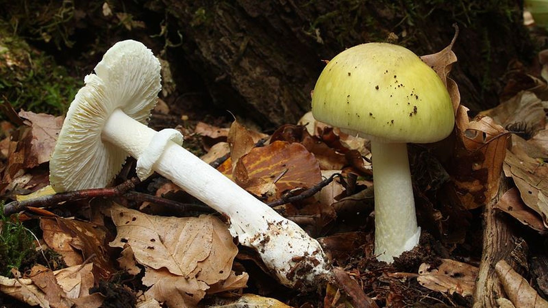 Mushroom identification, Image zoo, Fungal diversity, Nature's mysteries, 1920x1080 Full HD Desktop