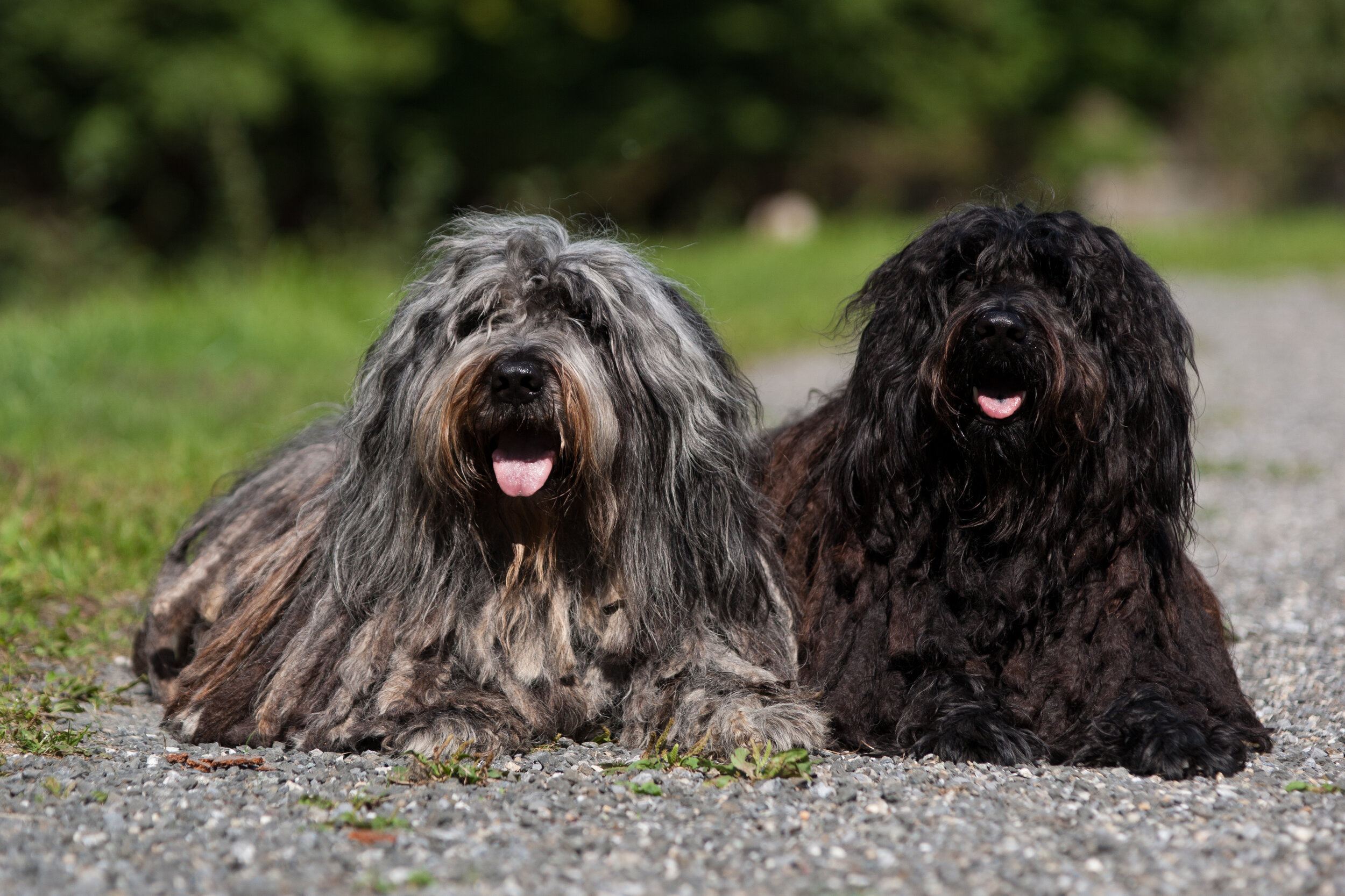 Bergamasco, IBSA, Animal, 2500x1670 HD Desktop