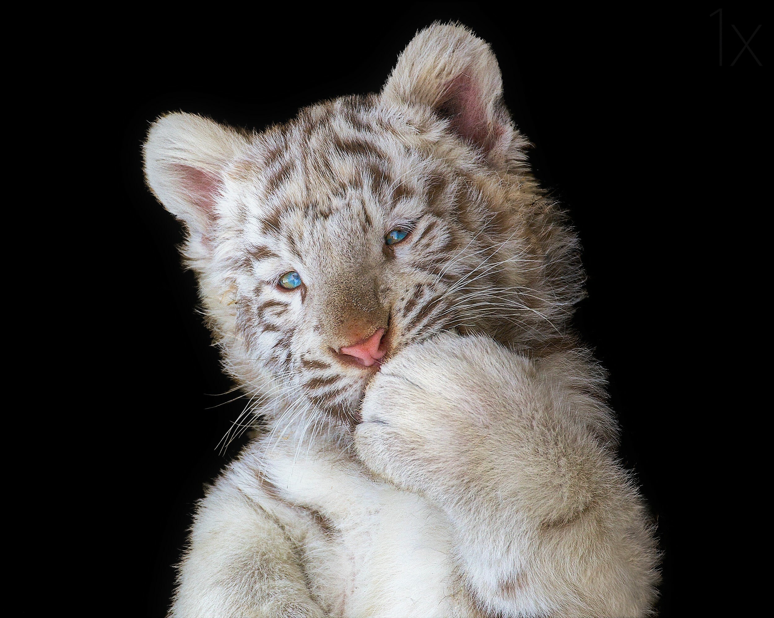 White tiger cub, HD wallpaper, Stunning background, Captivating image, 2500x2000 HD Desktop