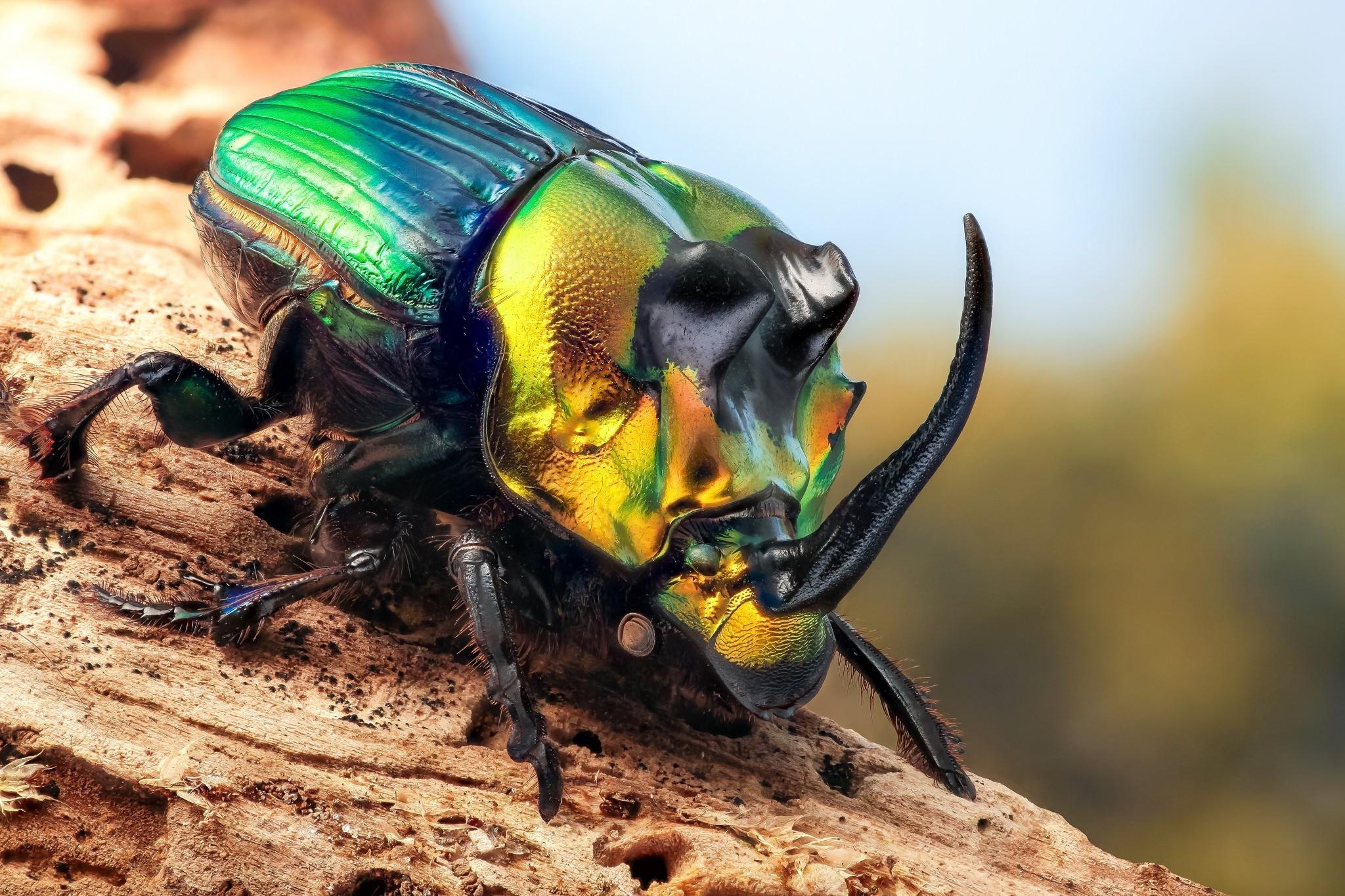 Rainbow Scarab, Insects Wallpaper, 2050x1370 HD Desktop