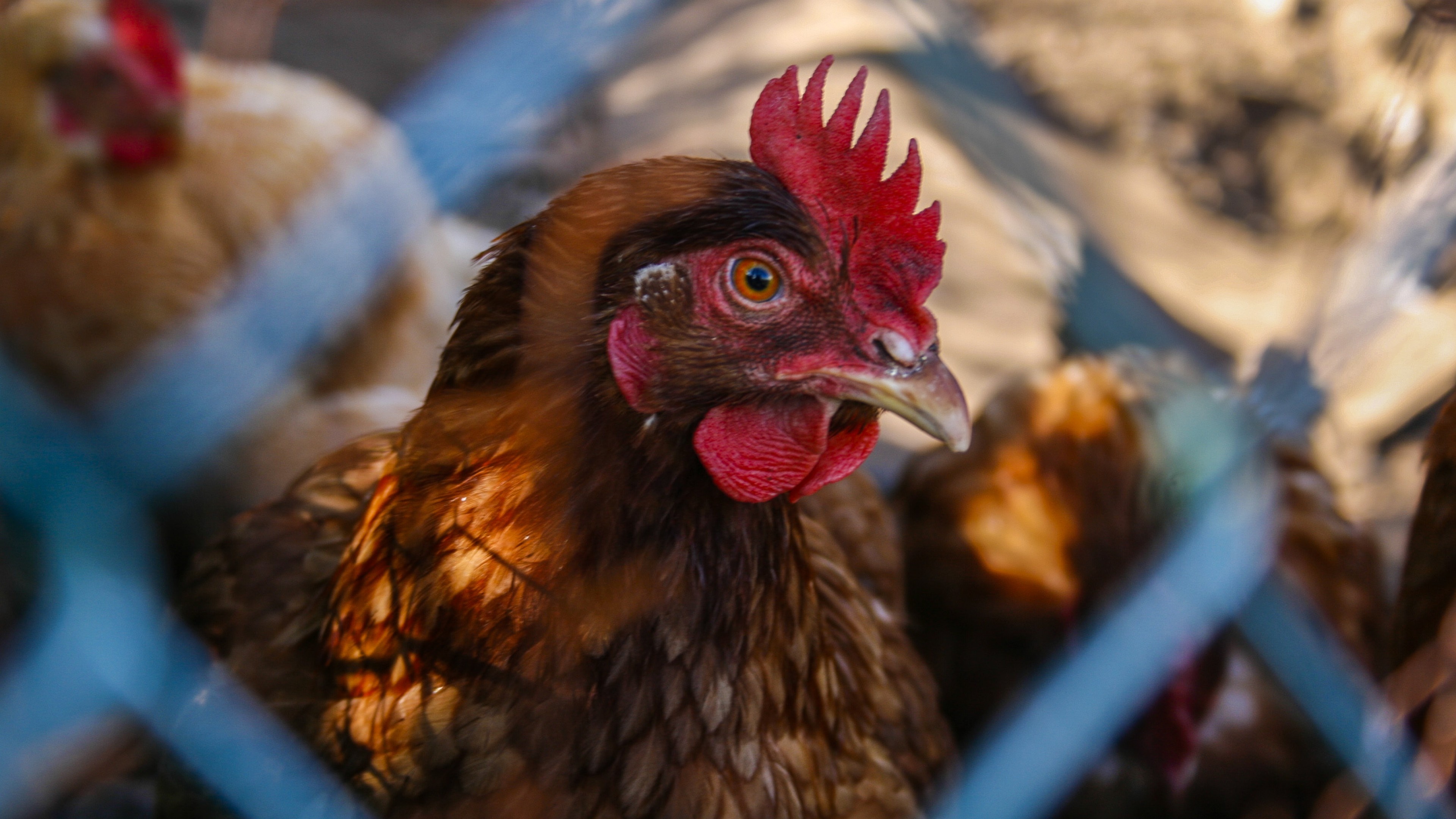 Coop companions, Chickens gathering, 4K wallpaper, Serene and scenic, 3840x2160 4K Desktop