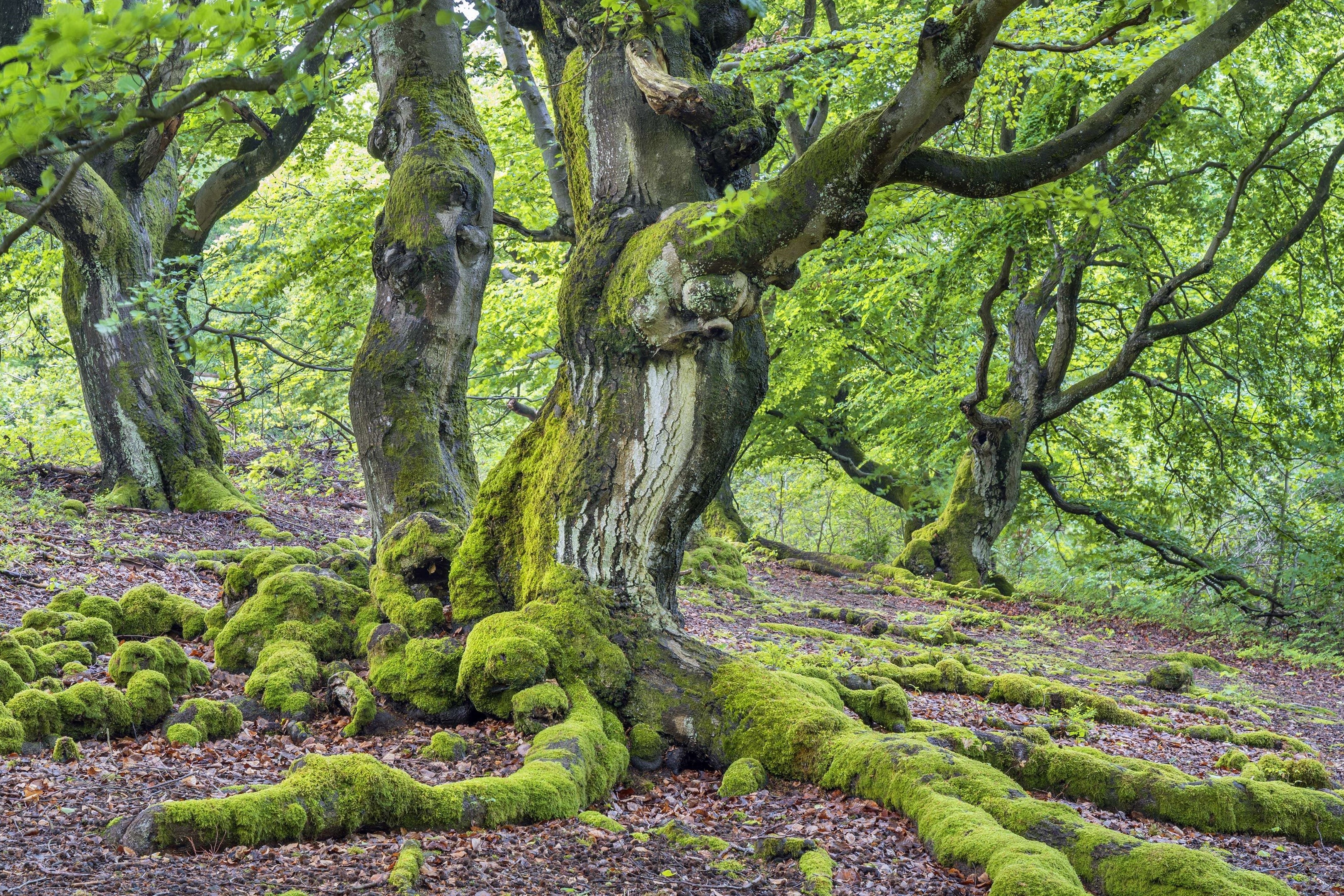 Hutewald Halloh, Beech Tree Wallpaper, 3240x2160 HD Desktop