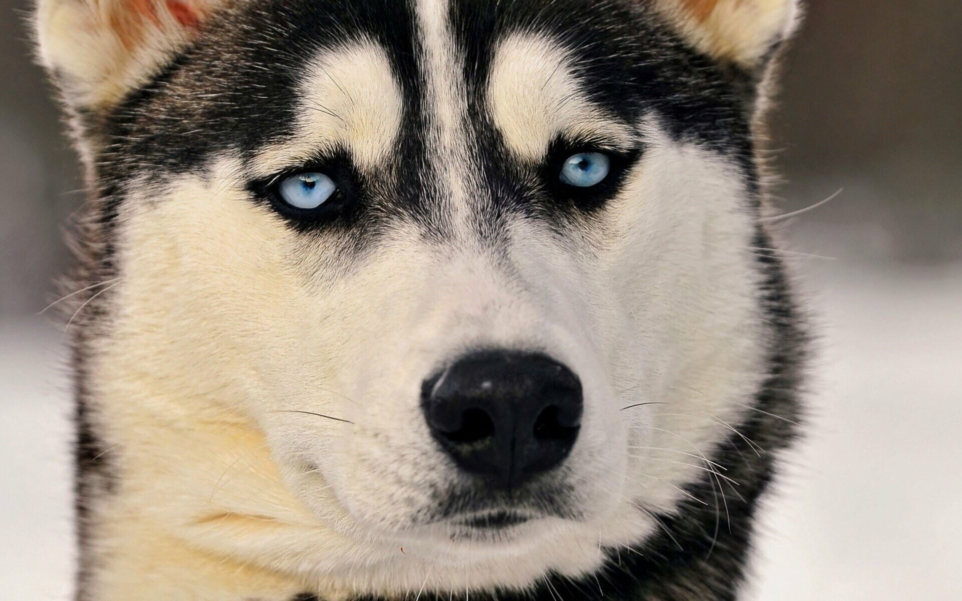 Siberian Husky eyes, HD resolution, Mesmerizing charisma, Eye-catching beauty, 1920x1200 HD Desktop