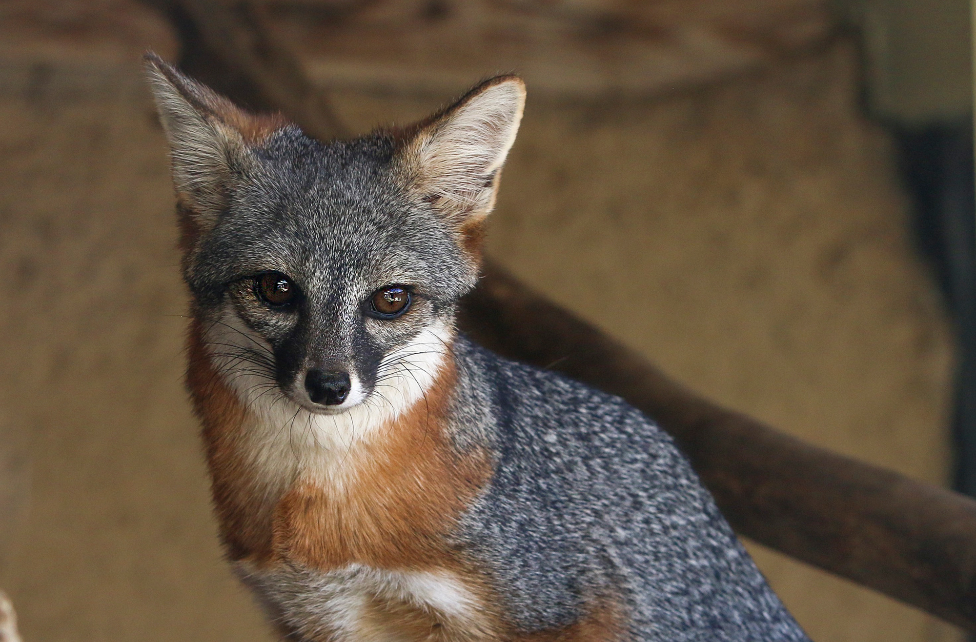 Gray Fox, Island habitat, California's native species, Living museum, 2000x1320 HD Desktop