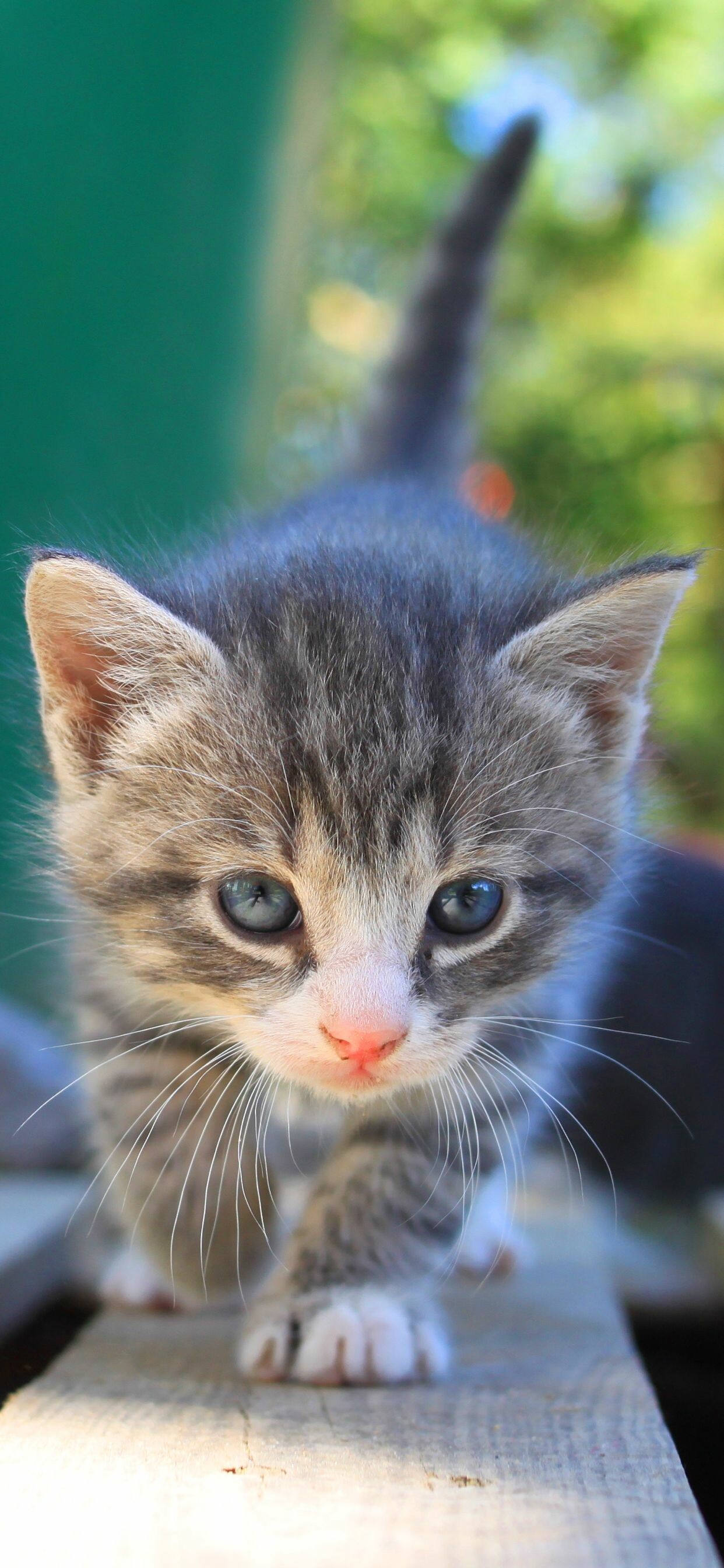 iPhone XS Max wallpapers, Cute cat overload, Grey tabby kittens, Endearing kitten wallpaper, 1250x2690 HD Phone