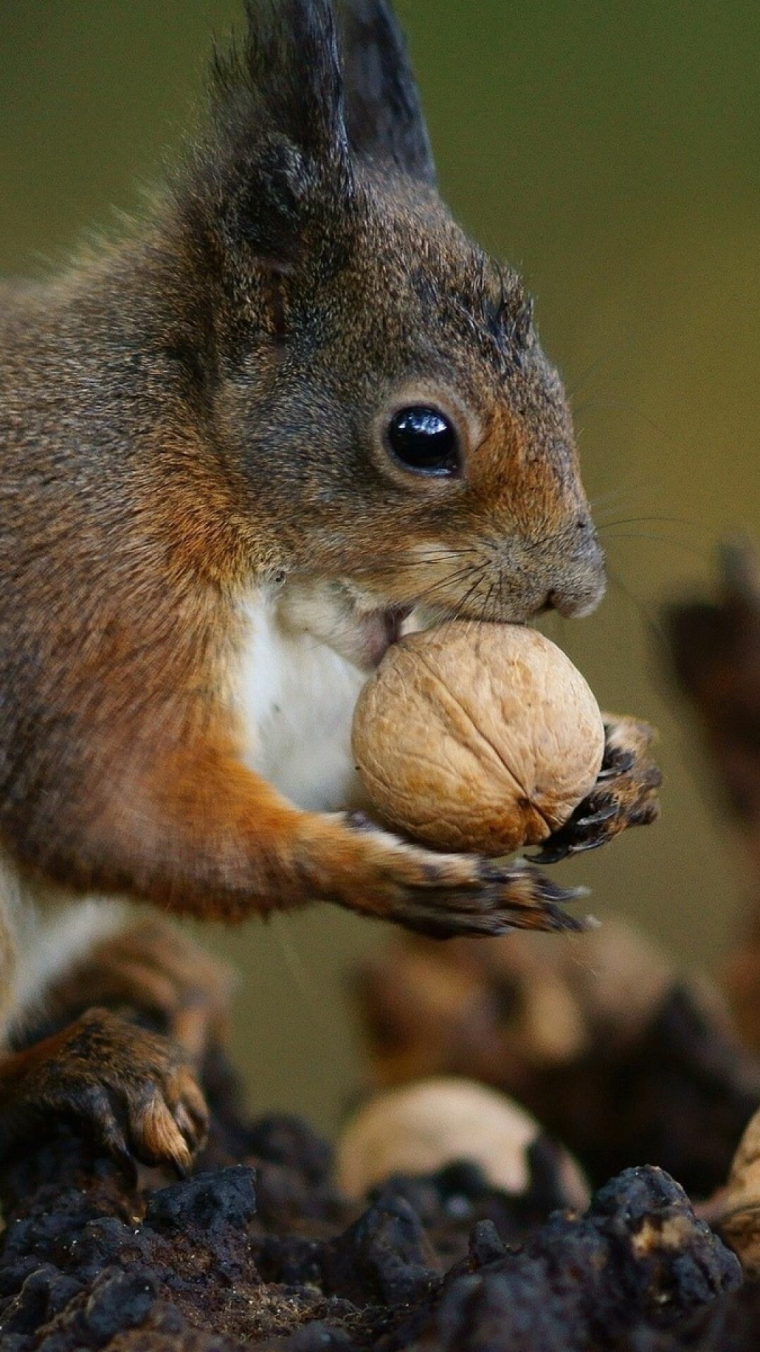 Squirrel nuts food, Cute zoo animal, 1080x1920 Full HD Phone