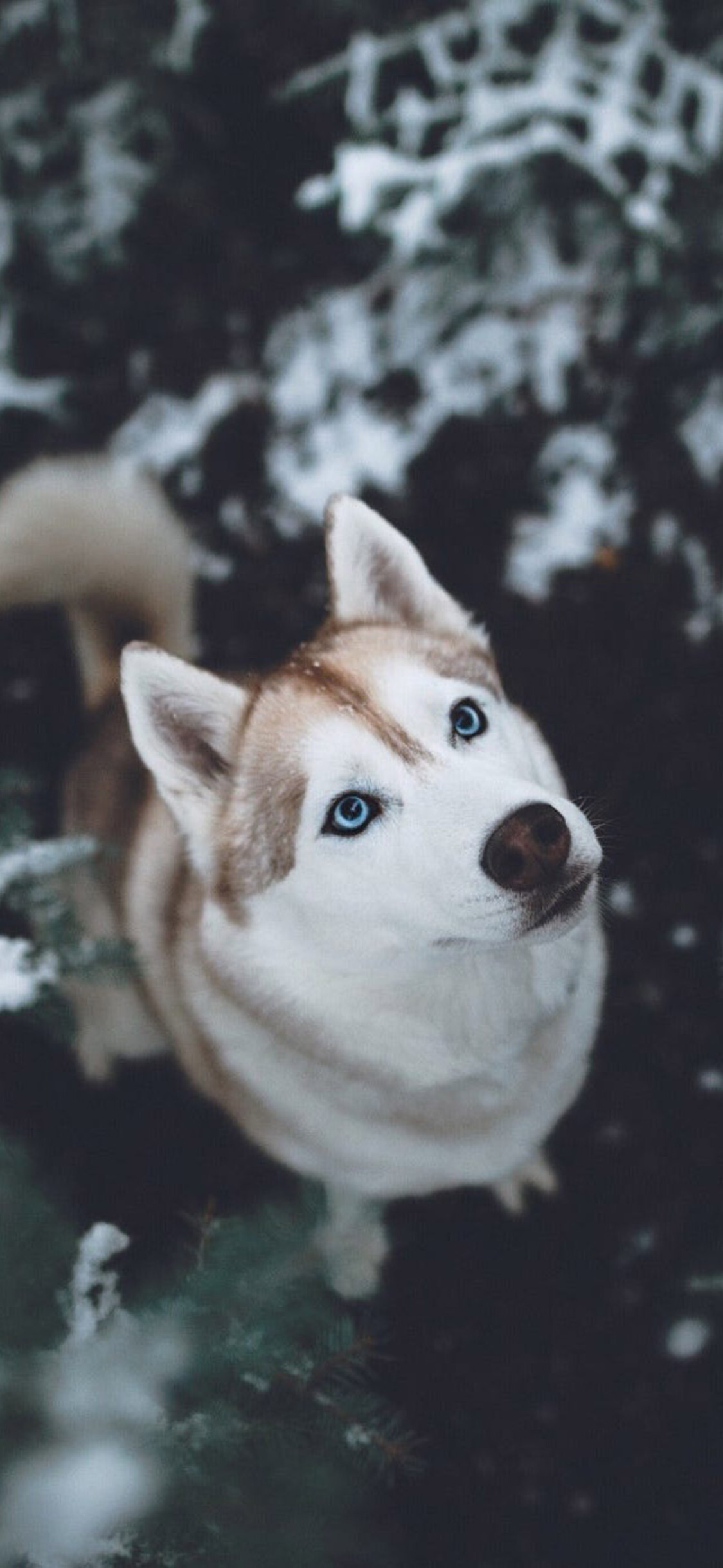 Siberian Husky in HD, iPhone wallpaper, Striking imagery, High-resolution display, 1130x2440 HD Phone