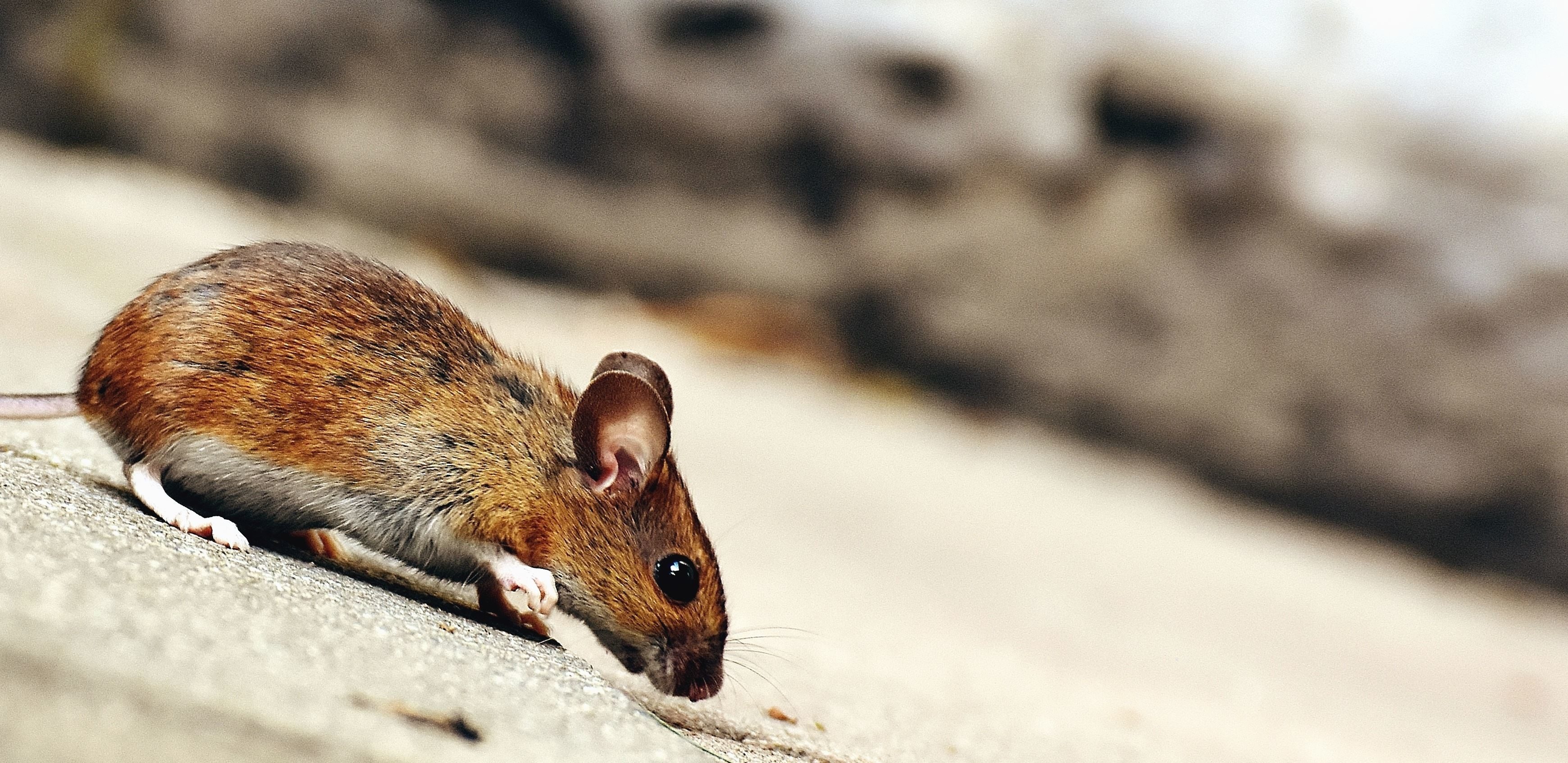 Mouse, animal fur, small rodent, furry creature, 3480x1700 Dual Screen Desktop