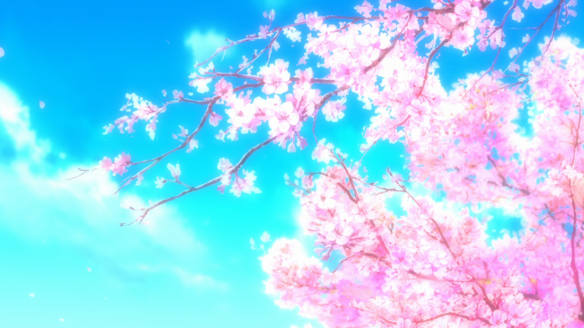 Blooming sakura tree branches, Bright cyan sky, Falling cherry blossom petals, Full HD Desktop wallpaper