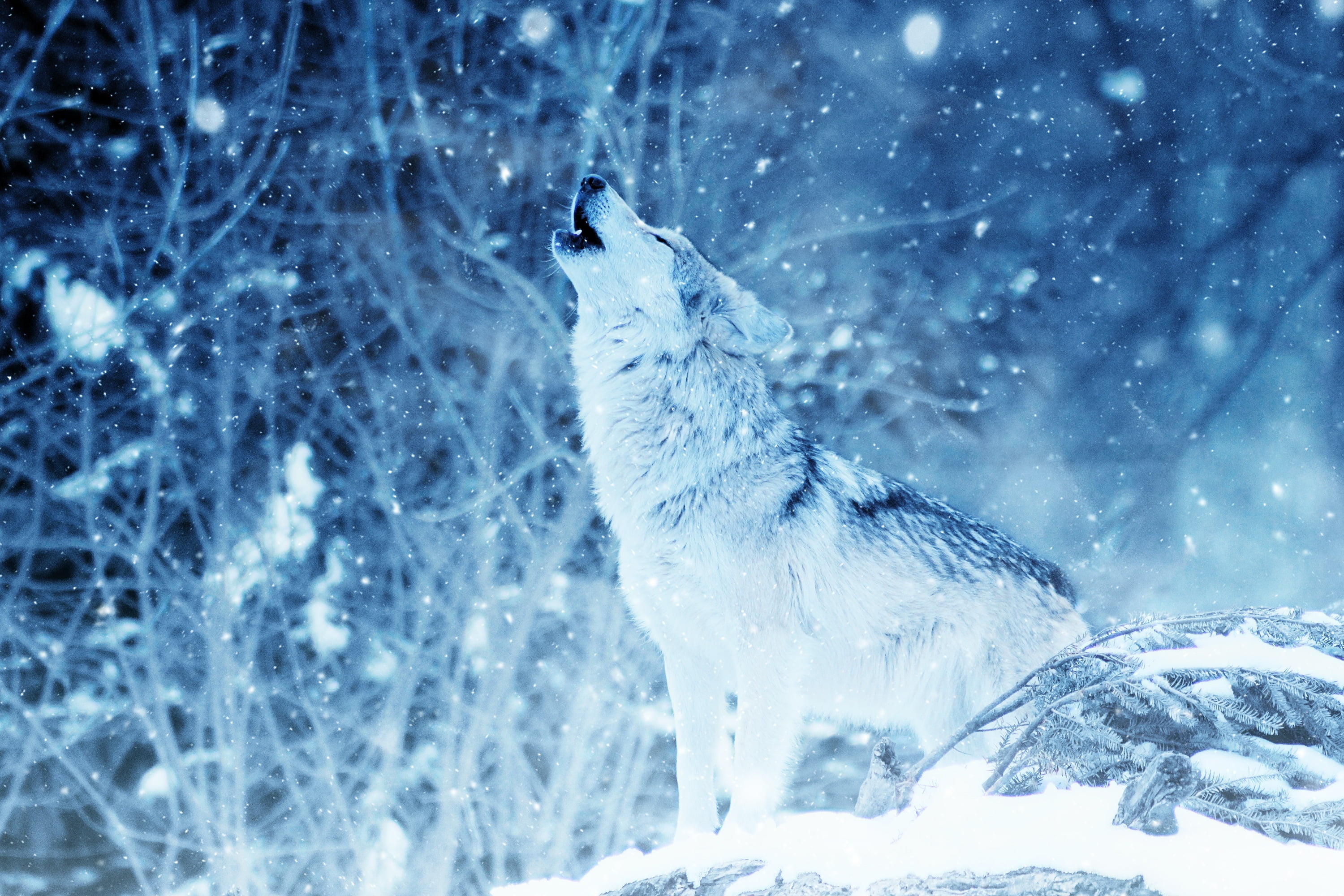 Winter, Howling Wolf Wallpaper, 3000x2000 HD Desktop