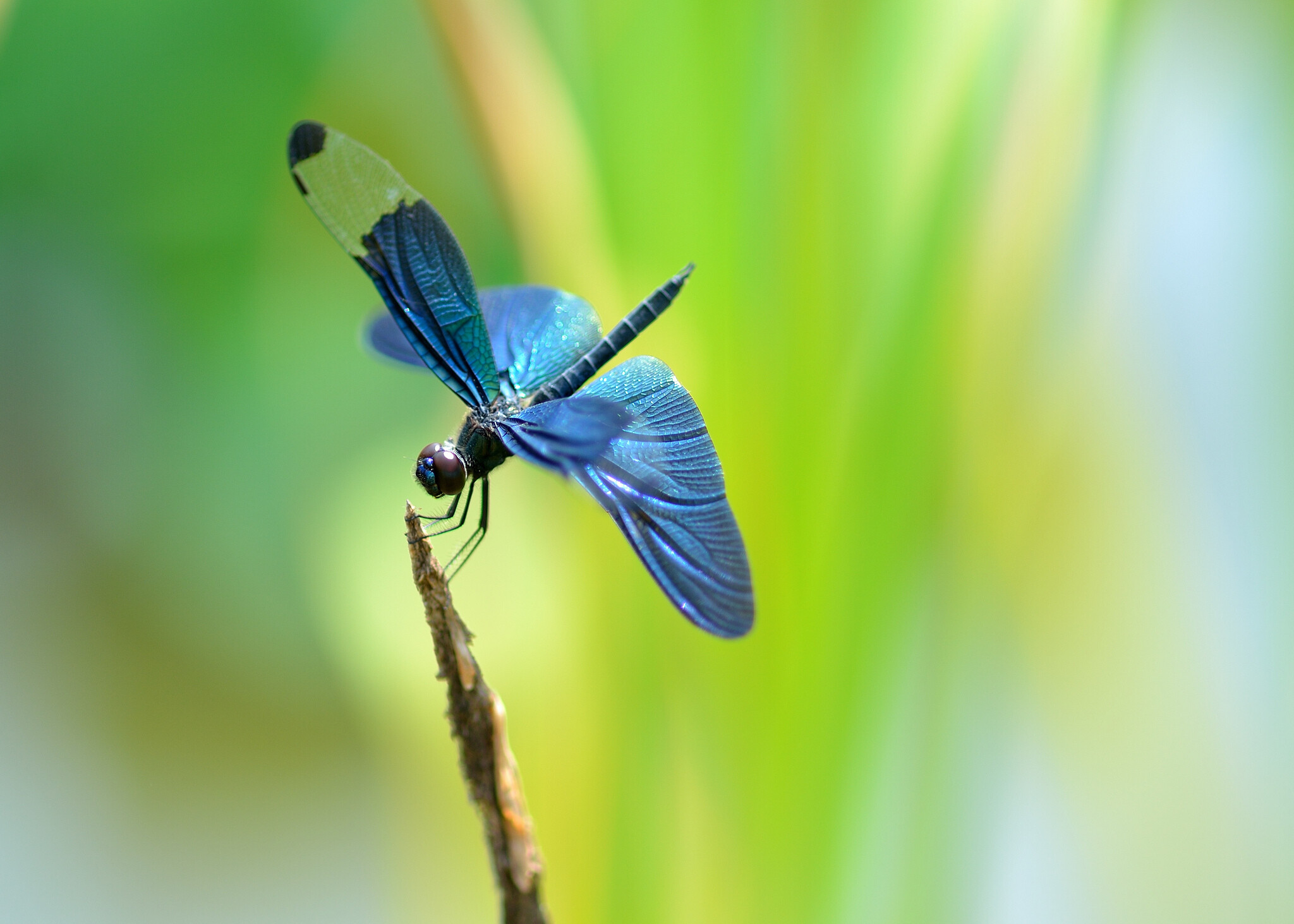 Butterfly dragonfly, Dragonflies Wallpaper, 2050x1470 HD Desktop