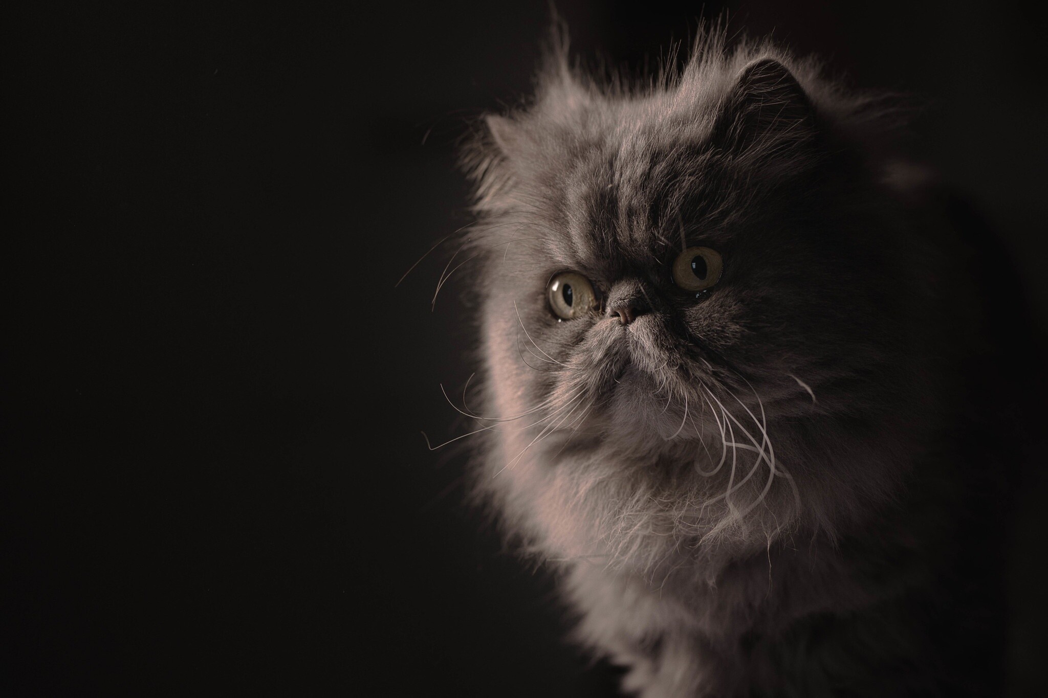 Persian Cat, Elegant beauty, Majestic feline, Graceful pose, 2050x1370 HD Desktop