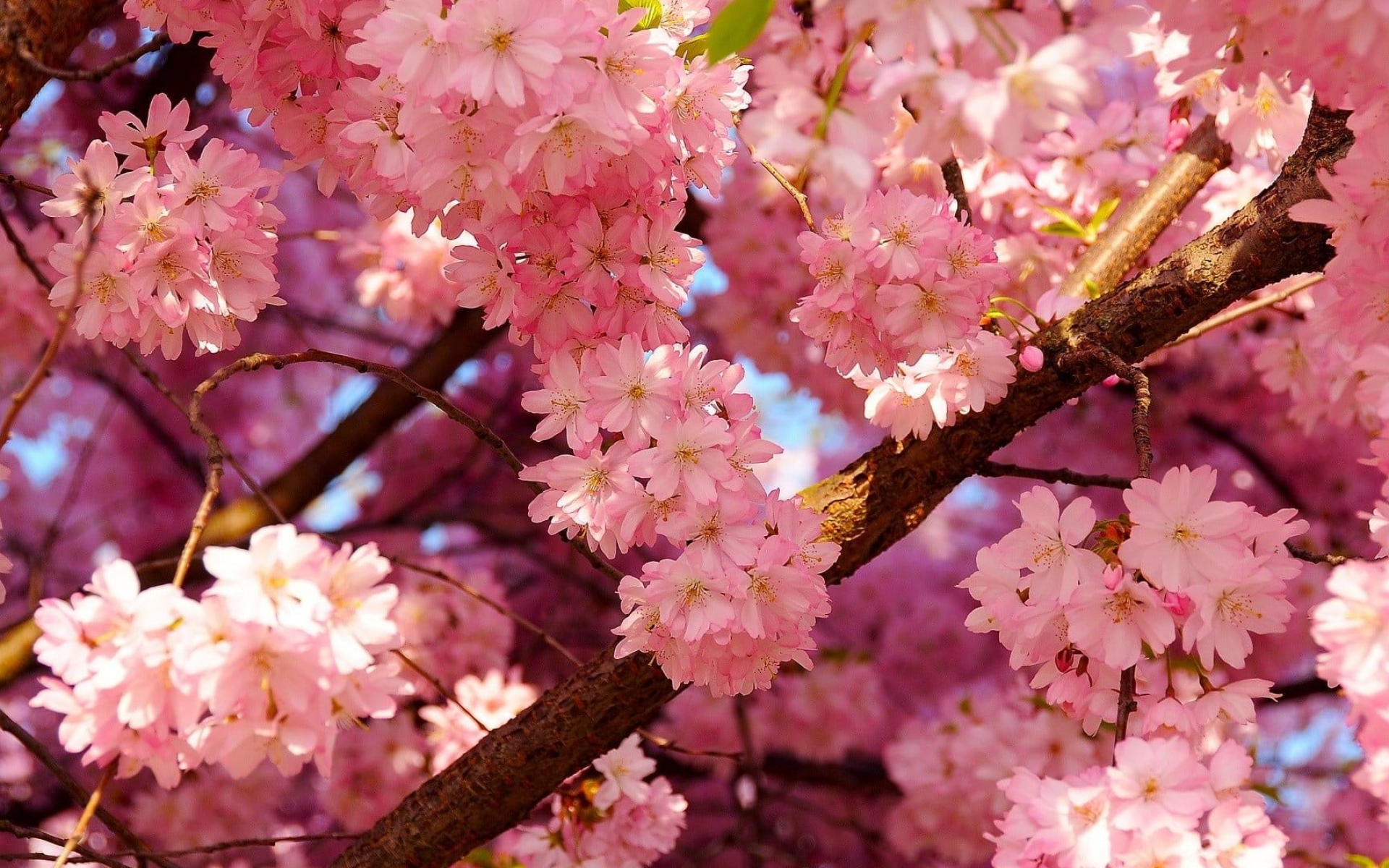 Pink sakura blossoms, Sunlit flowering branch, Spring floral bloom, HD Desktop wallpaper