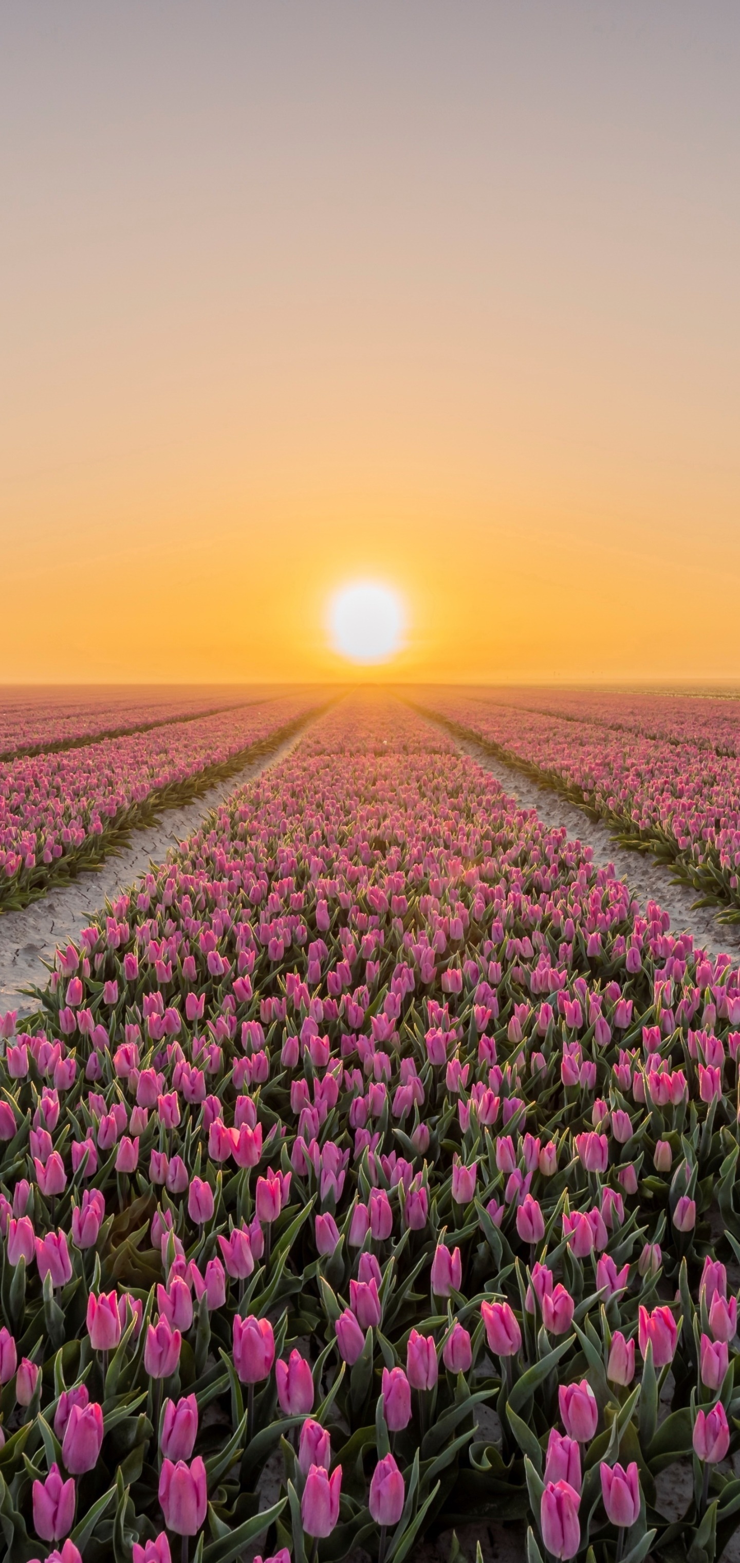 Pink tulip field, Sunrise horizon, Blooming flower rows, HD Phone wallpaper